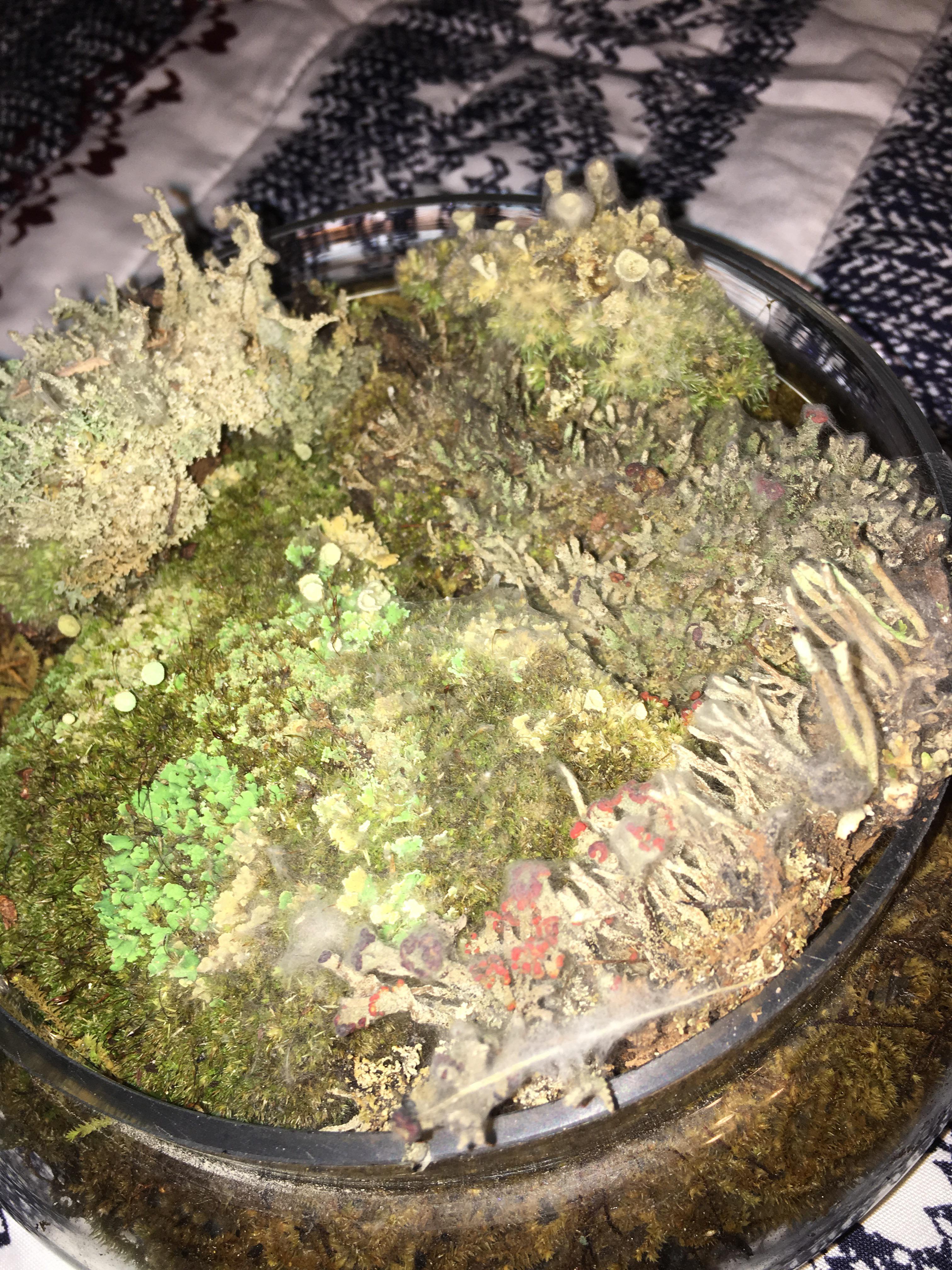 Weird fungus/mold on my moss and lichen. Any tips on removing it? r