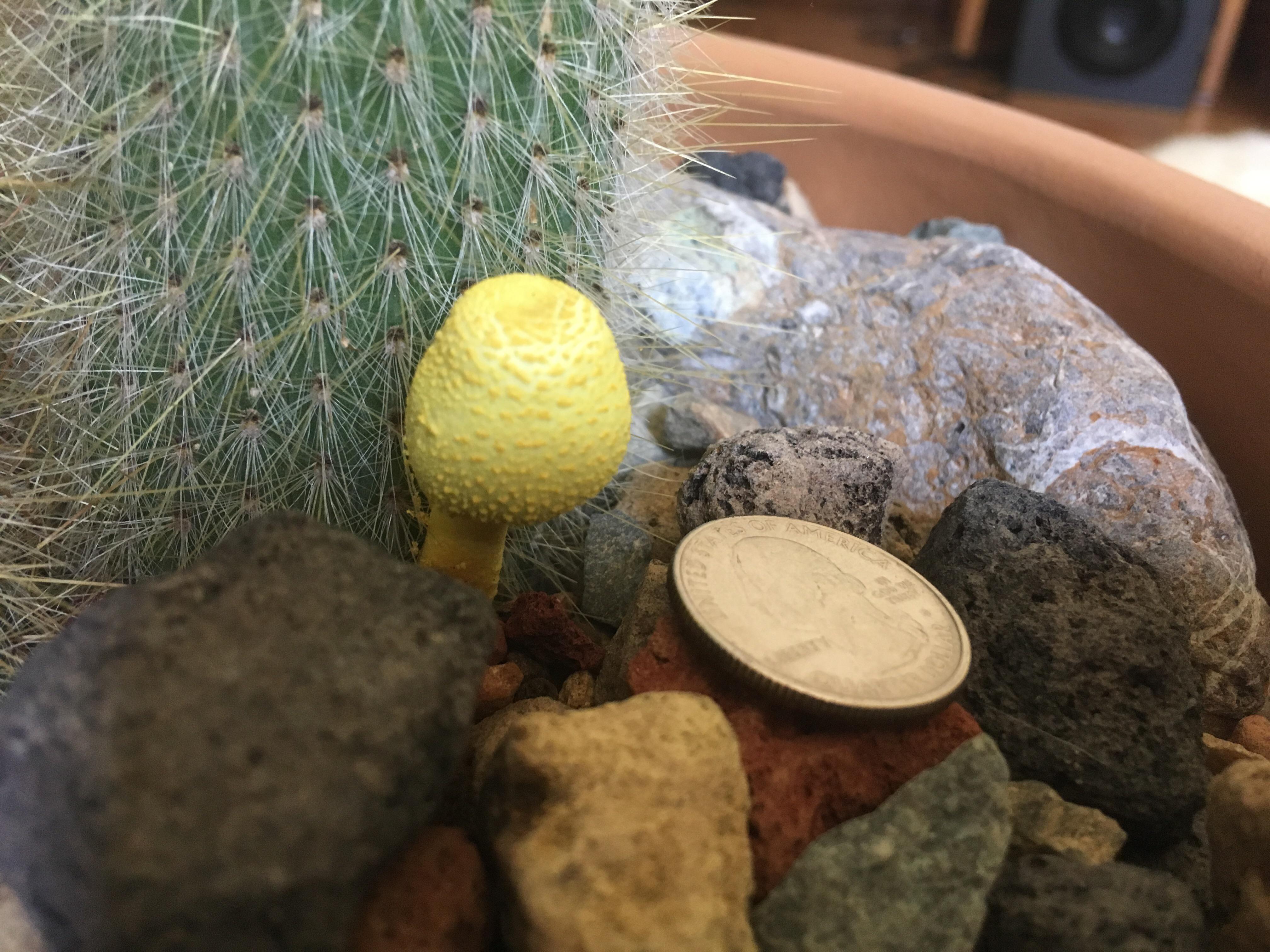 IDH Yellow mushroom growing in my cactus. r/ShroomID