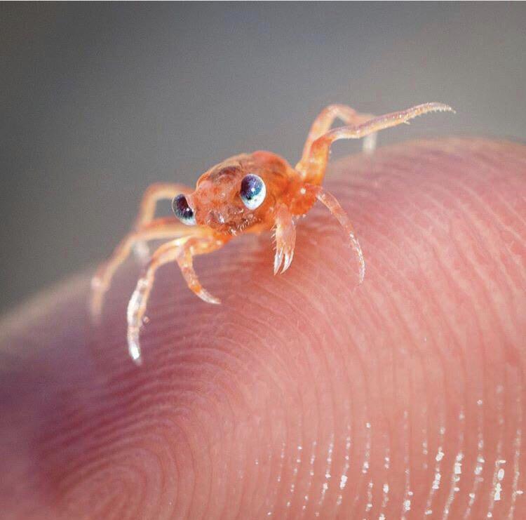 🔥 This baby crab is way too cute 🔥 NatureIsFuckingLit