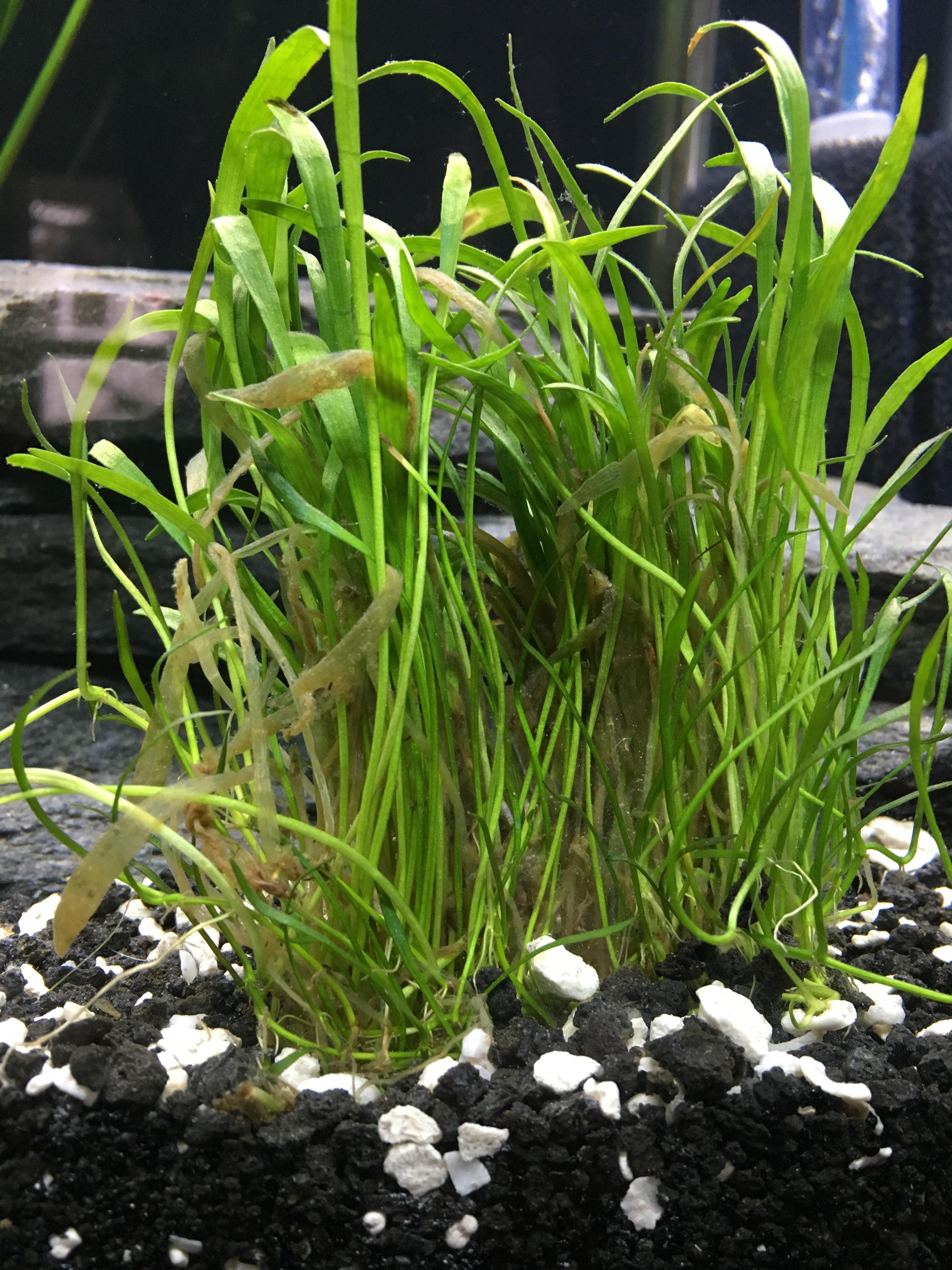 How should I remove the dead leafs? r/Aquariums