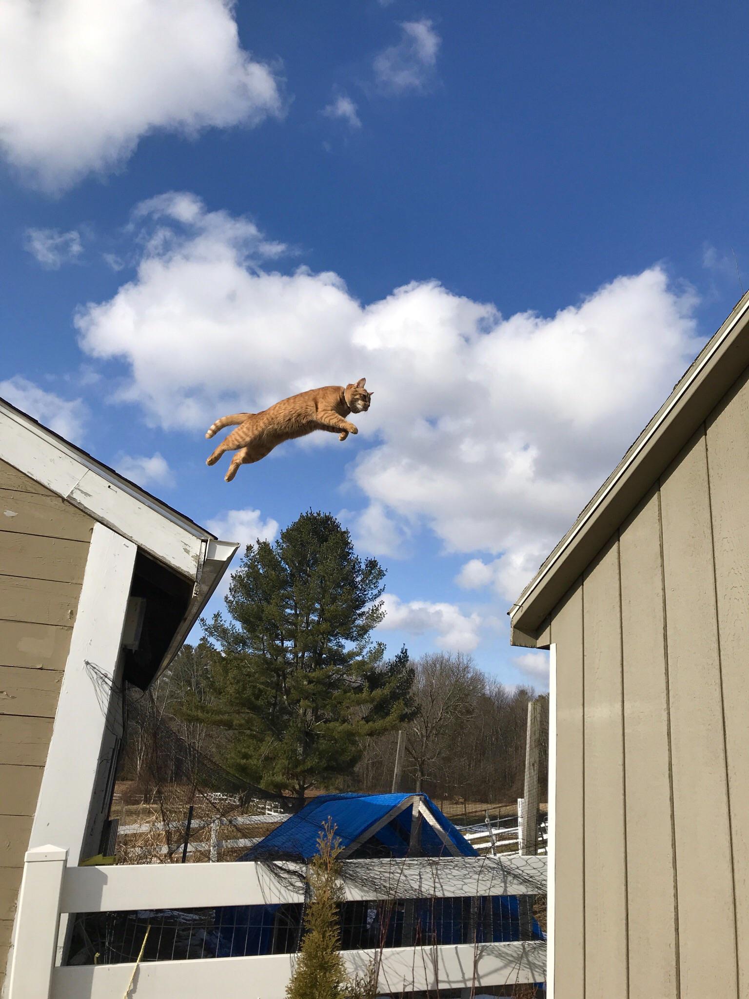 My wife caught our tabby in action today. Pretty useless