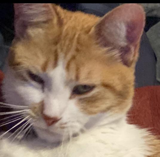 The most expressive cat I've ever seen. r/gingercats