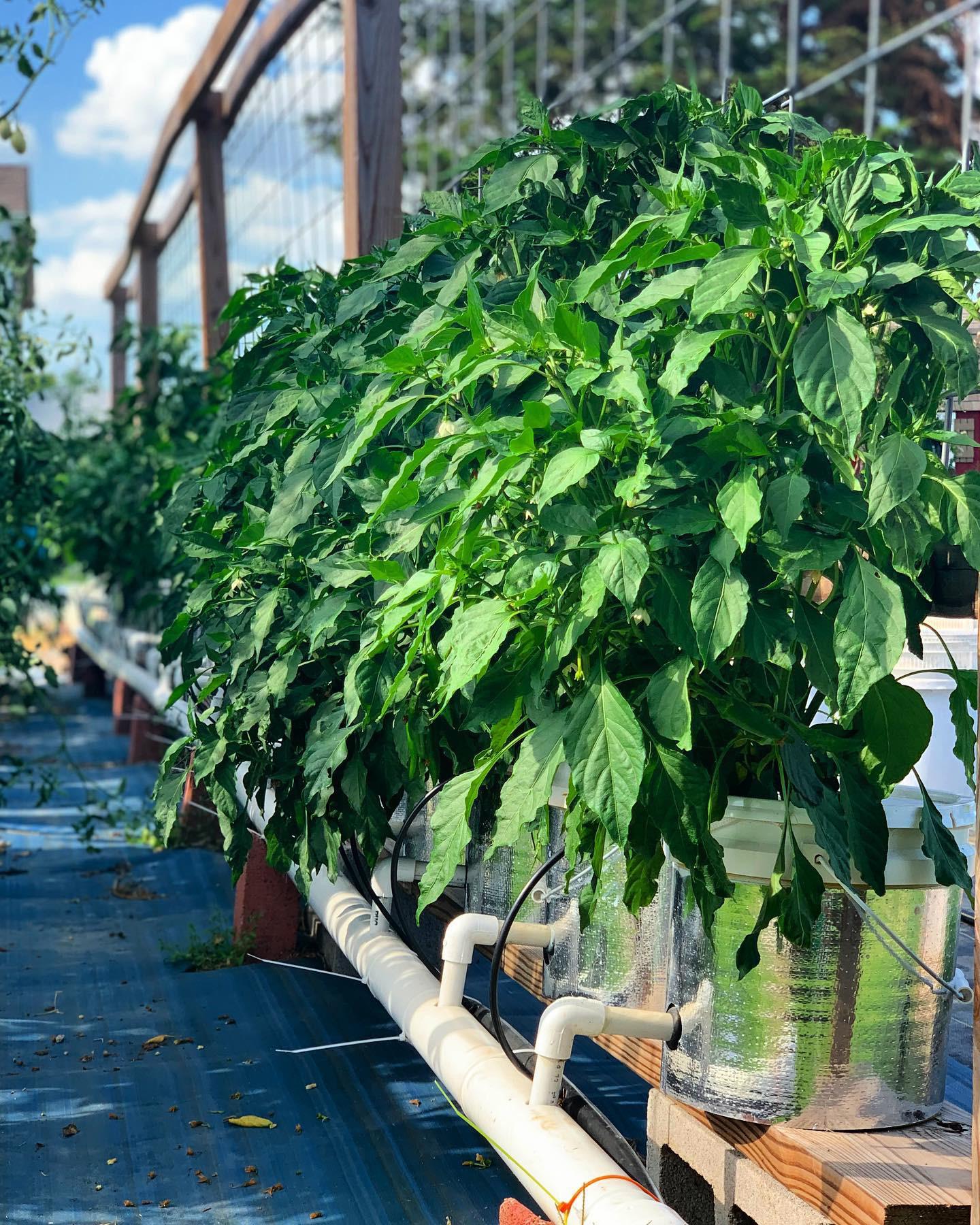 One of our dutch bucket pepper systems. r/PepperLovers