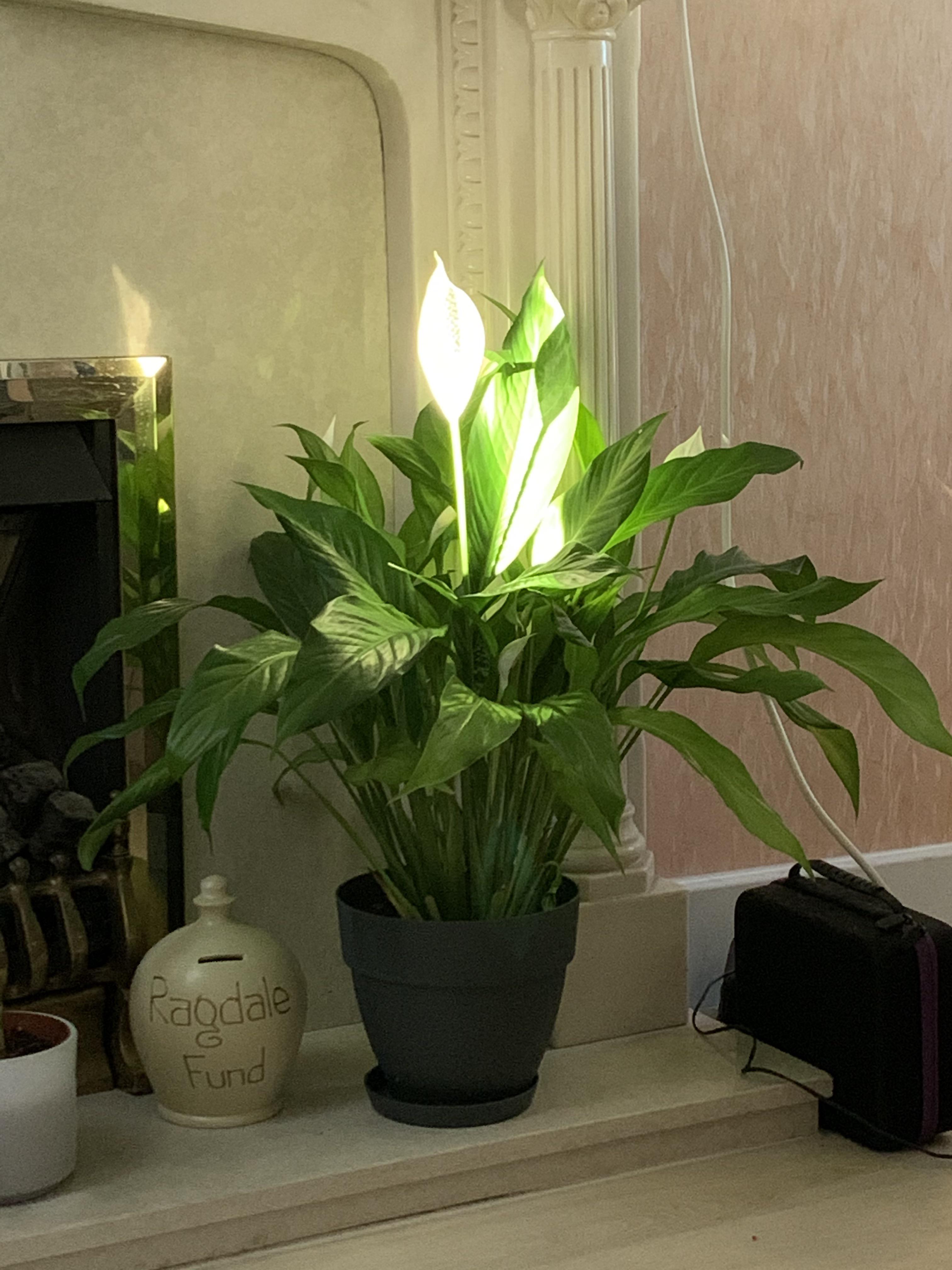 The sun hit my peace lily flower just right and I think it might be