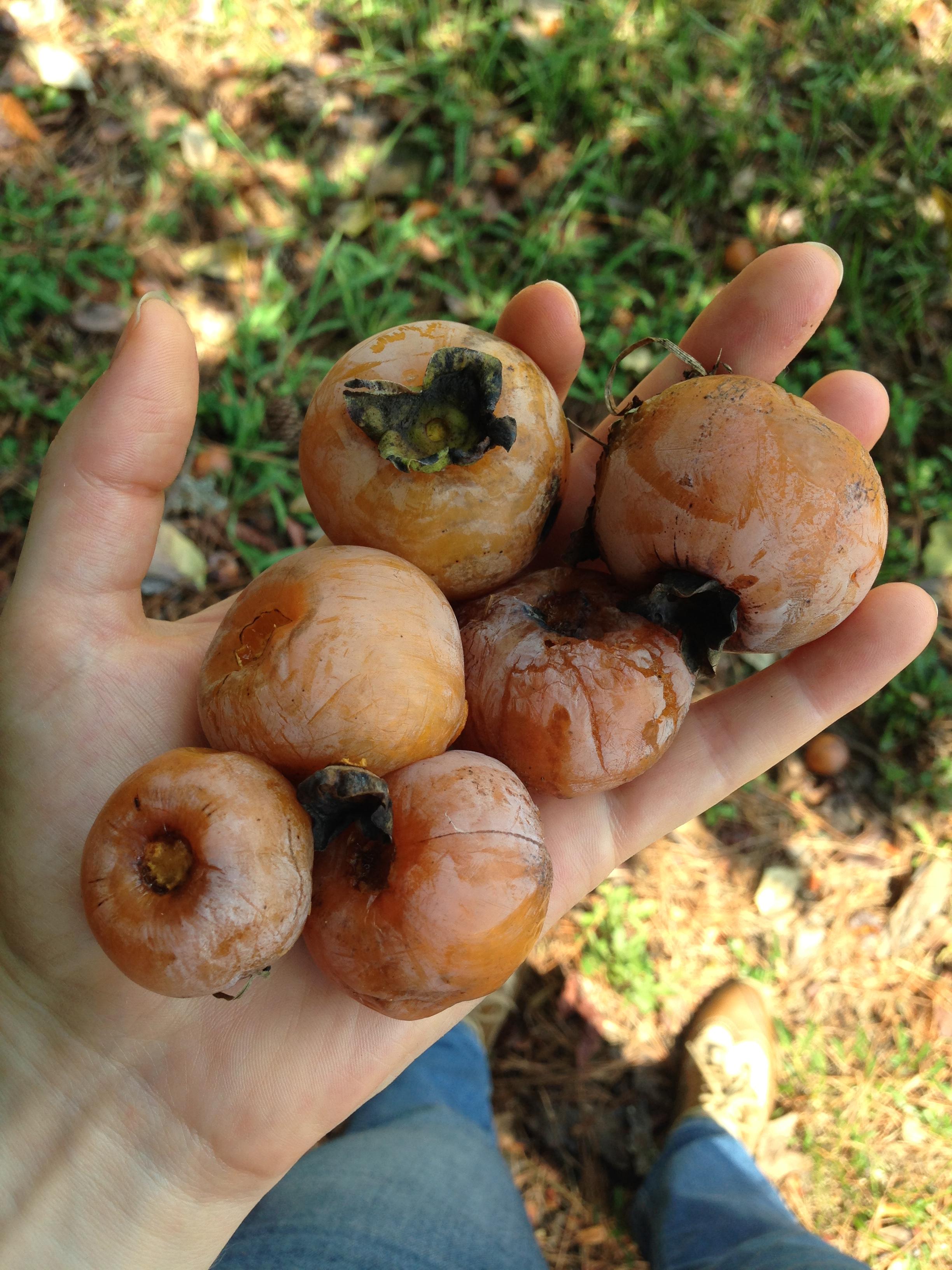 First persimmons of the season in Mississippi r/foraging
