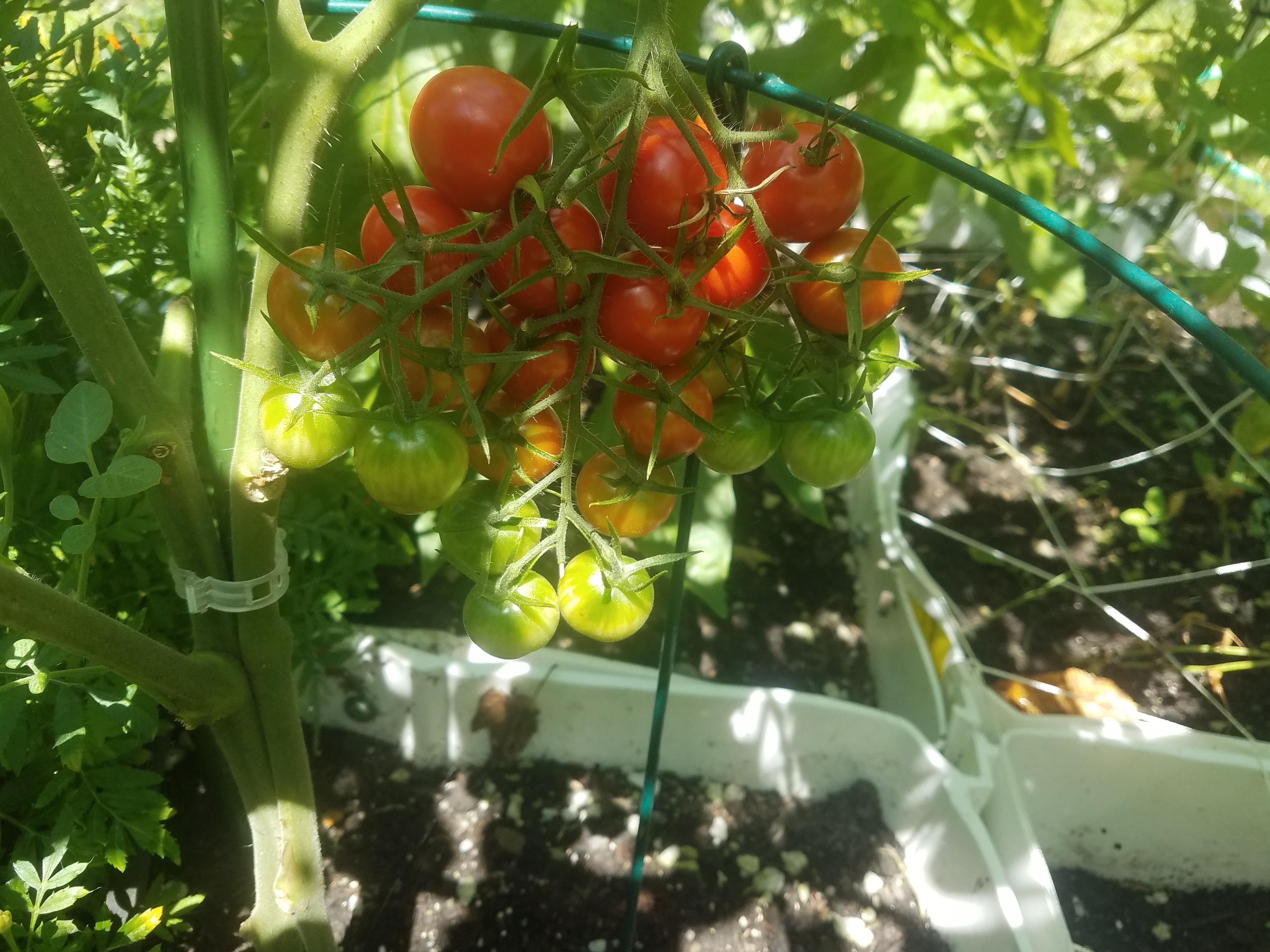Jelly Bean tomatoes grown from seed formed a near perfect upvote arrow