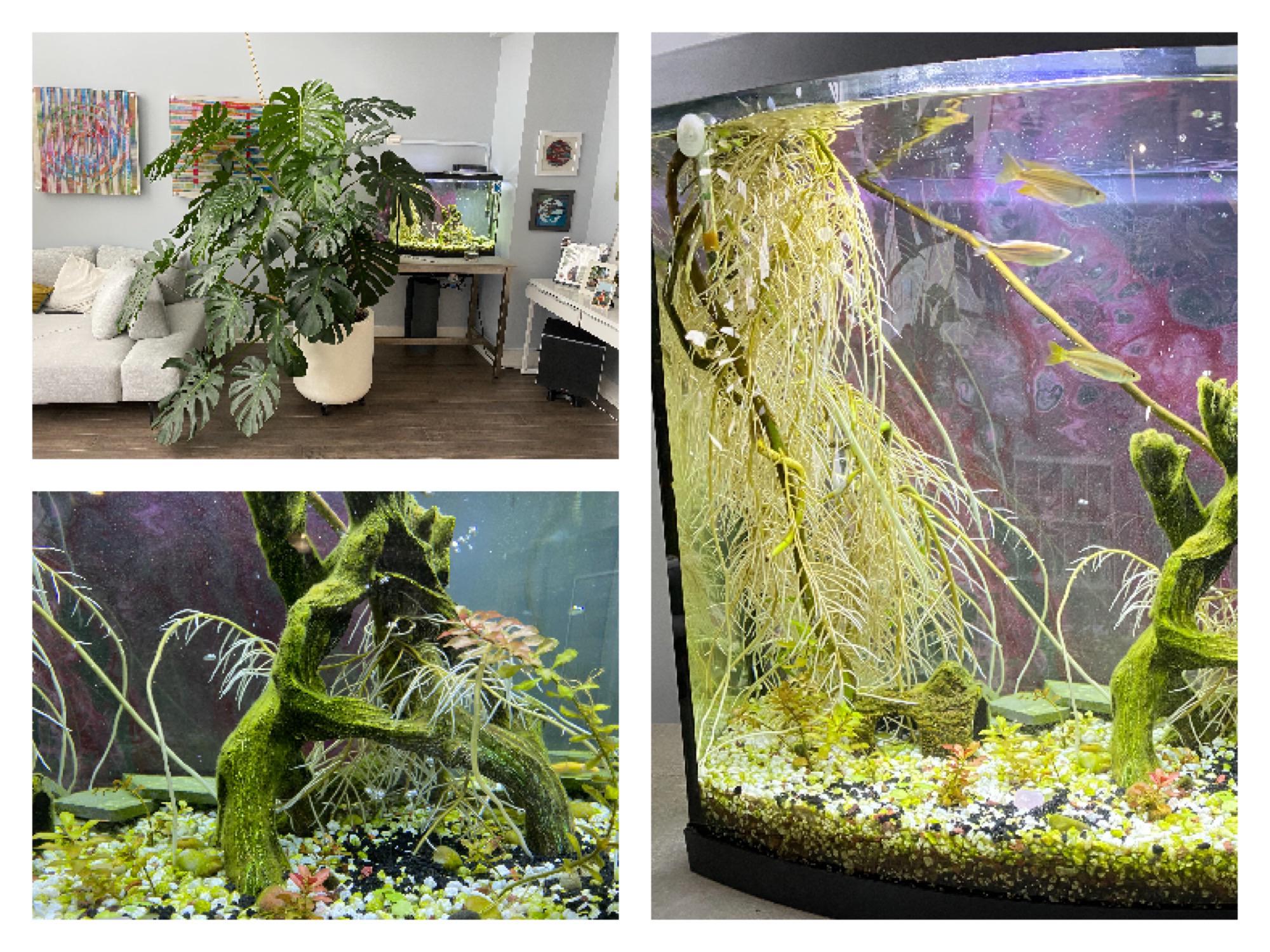 Monstera Aerial roots in the fish tank. This thing is growing like