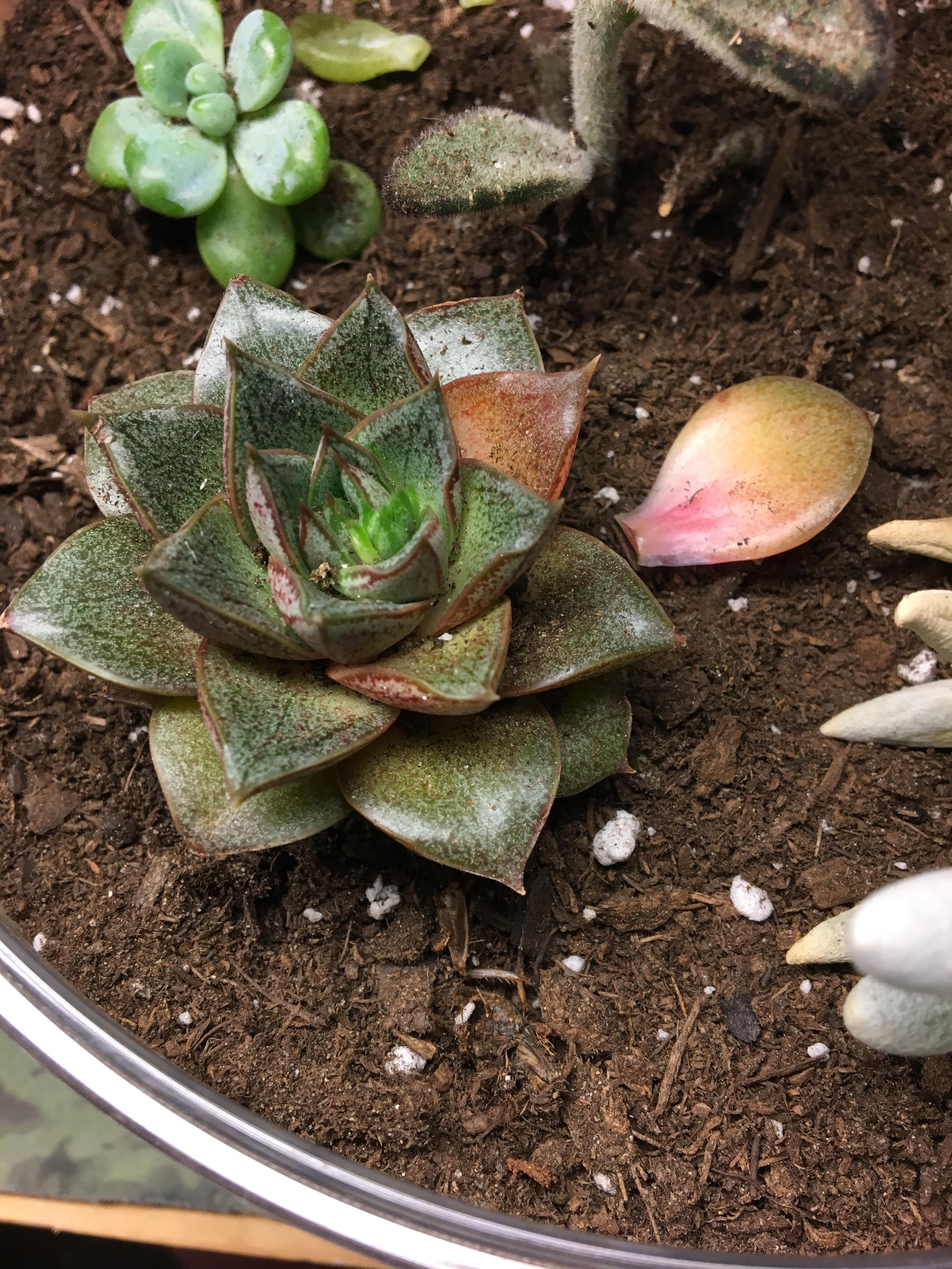 Under Watered Succulent Best Succulent Ideas