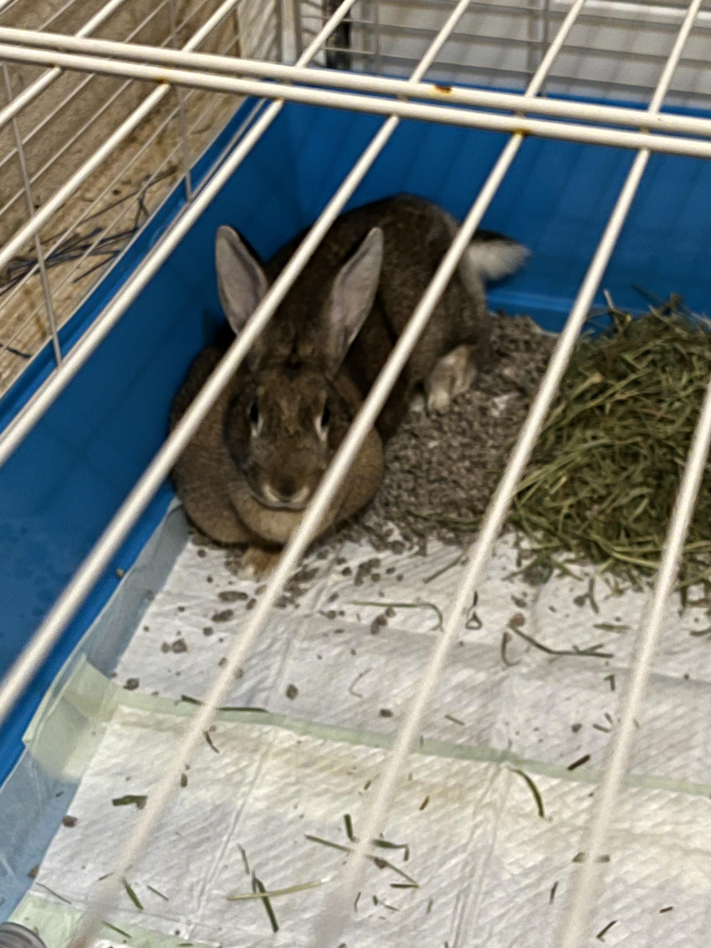 vet didn’t give tin pain medication after her spay? info in comments