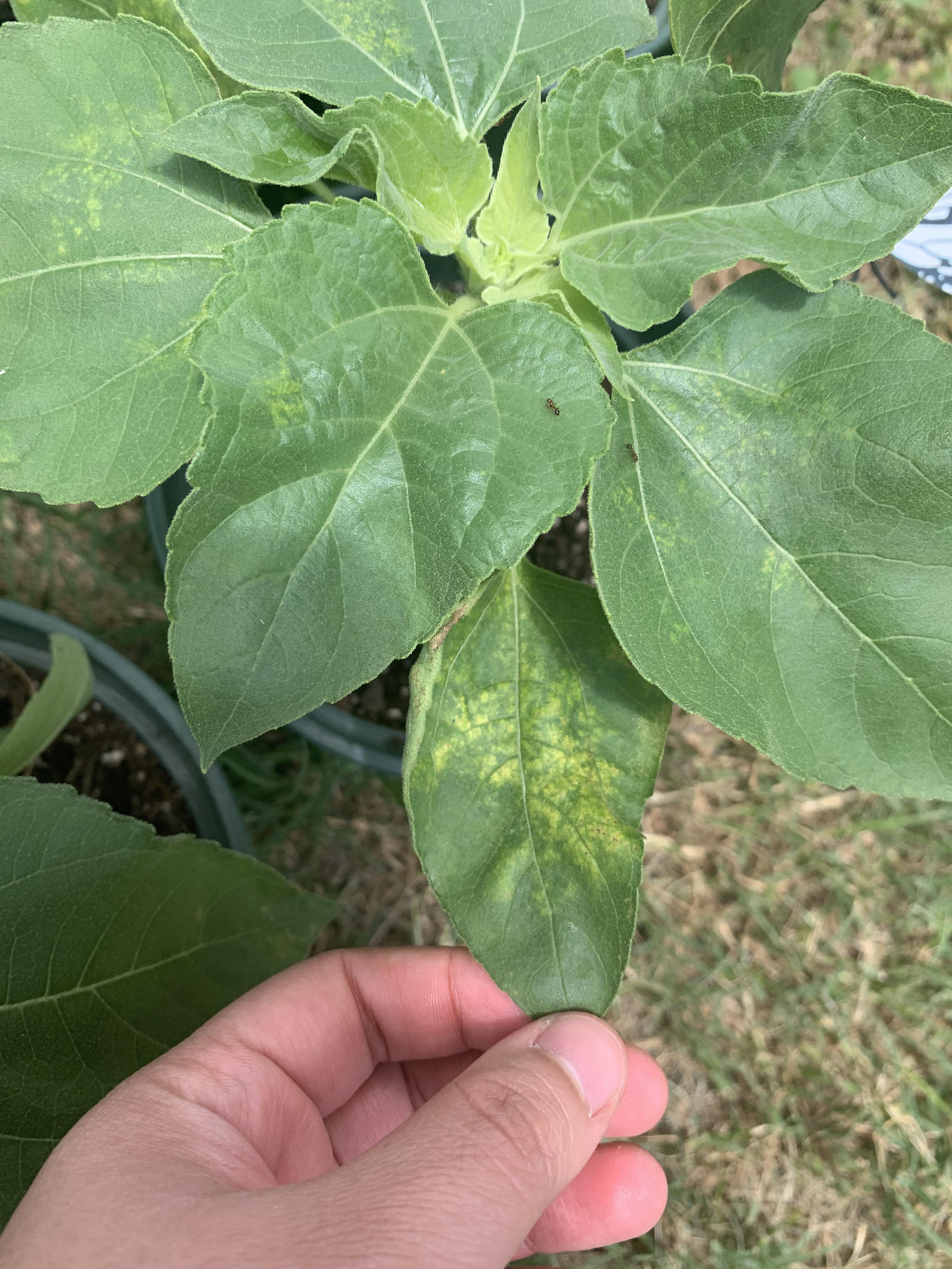 My sunflowers are having this weird yellowing spots going on and I’m