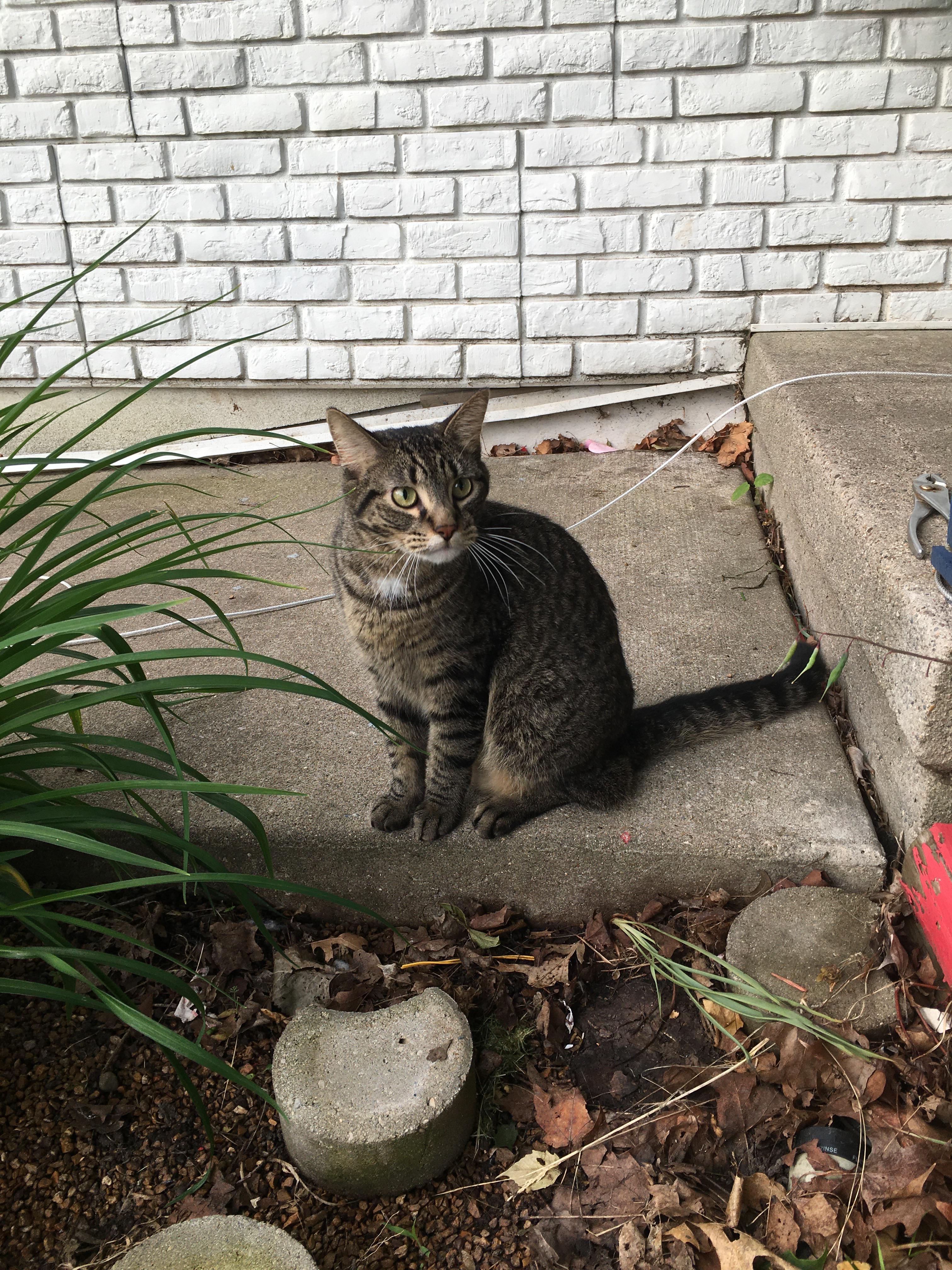 Lost cat? Has been living in my garage for two days now. Clean, female