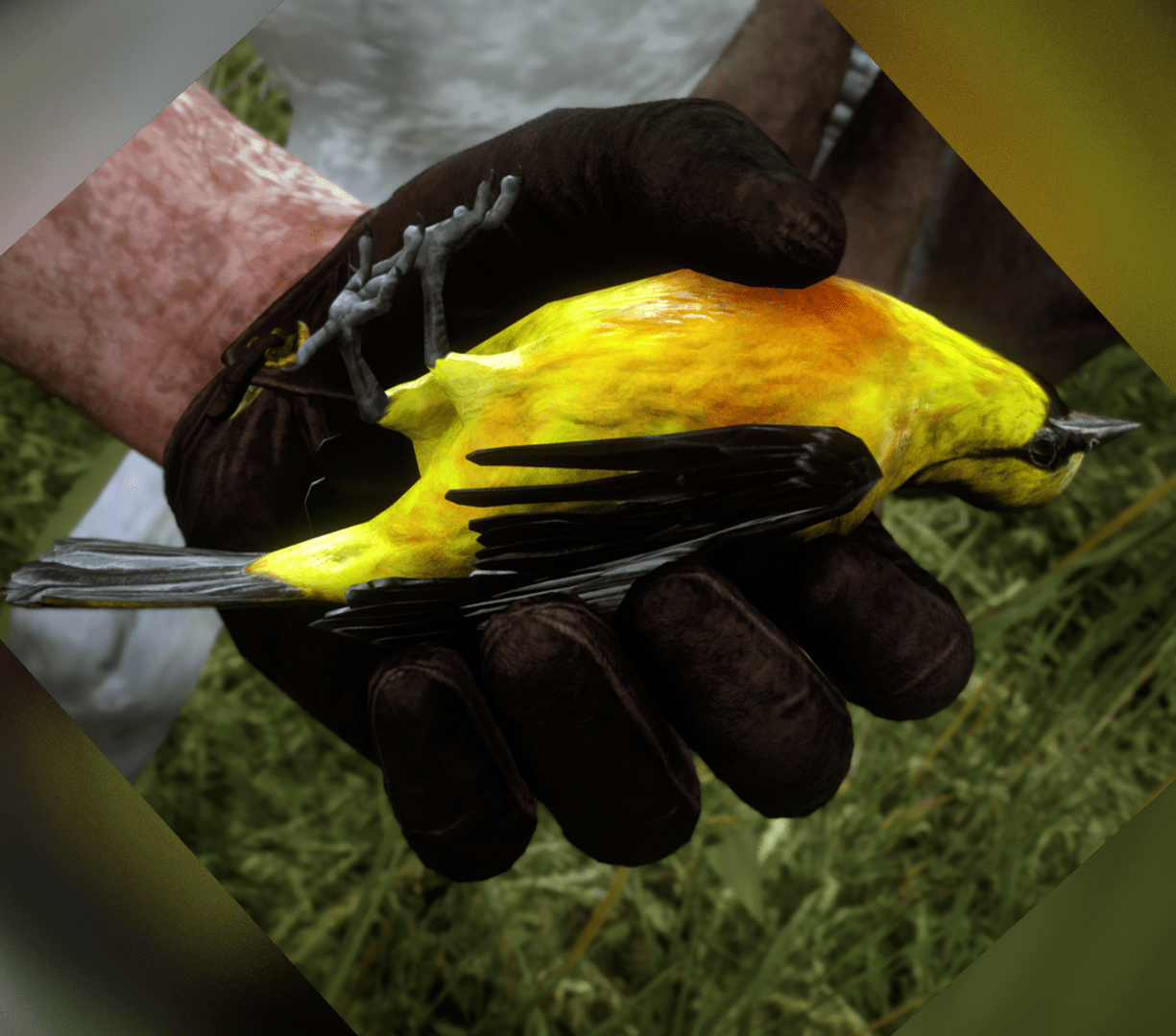 Baltimore Oriole r/reddeadredemption2