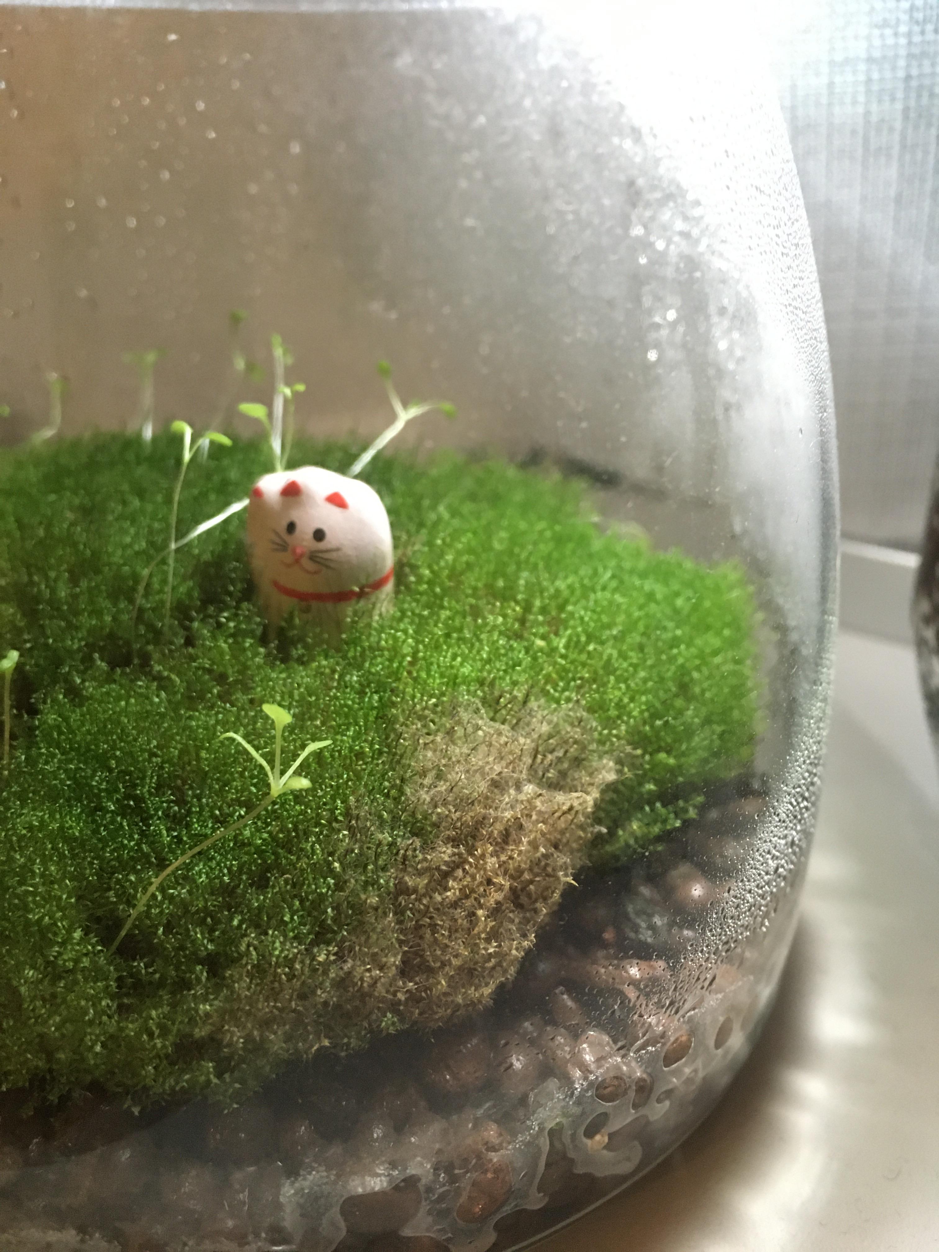 Any ideas how I can save my moss from this mold? I think it’s mold but