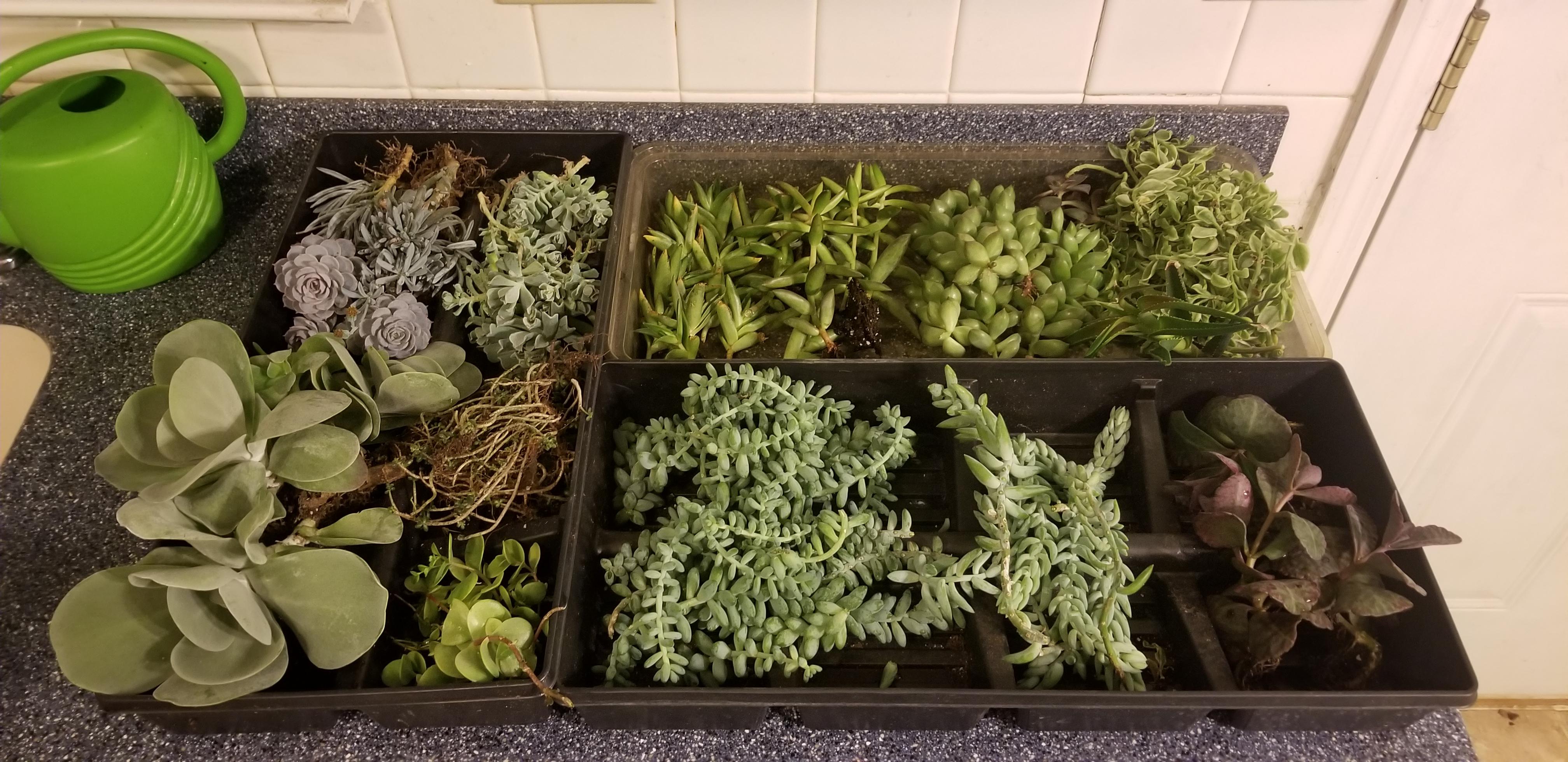 Cut back a few of my succulents wish I had friends to give them too