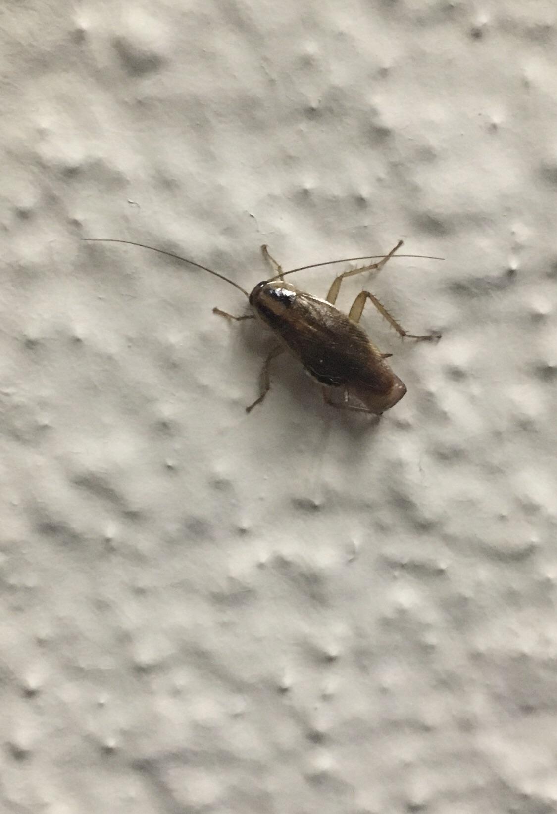 Is this is a roach? Indoors on a wall in Toronto, Ontario whatsthisbug