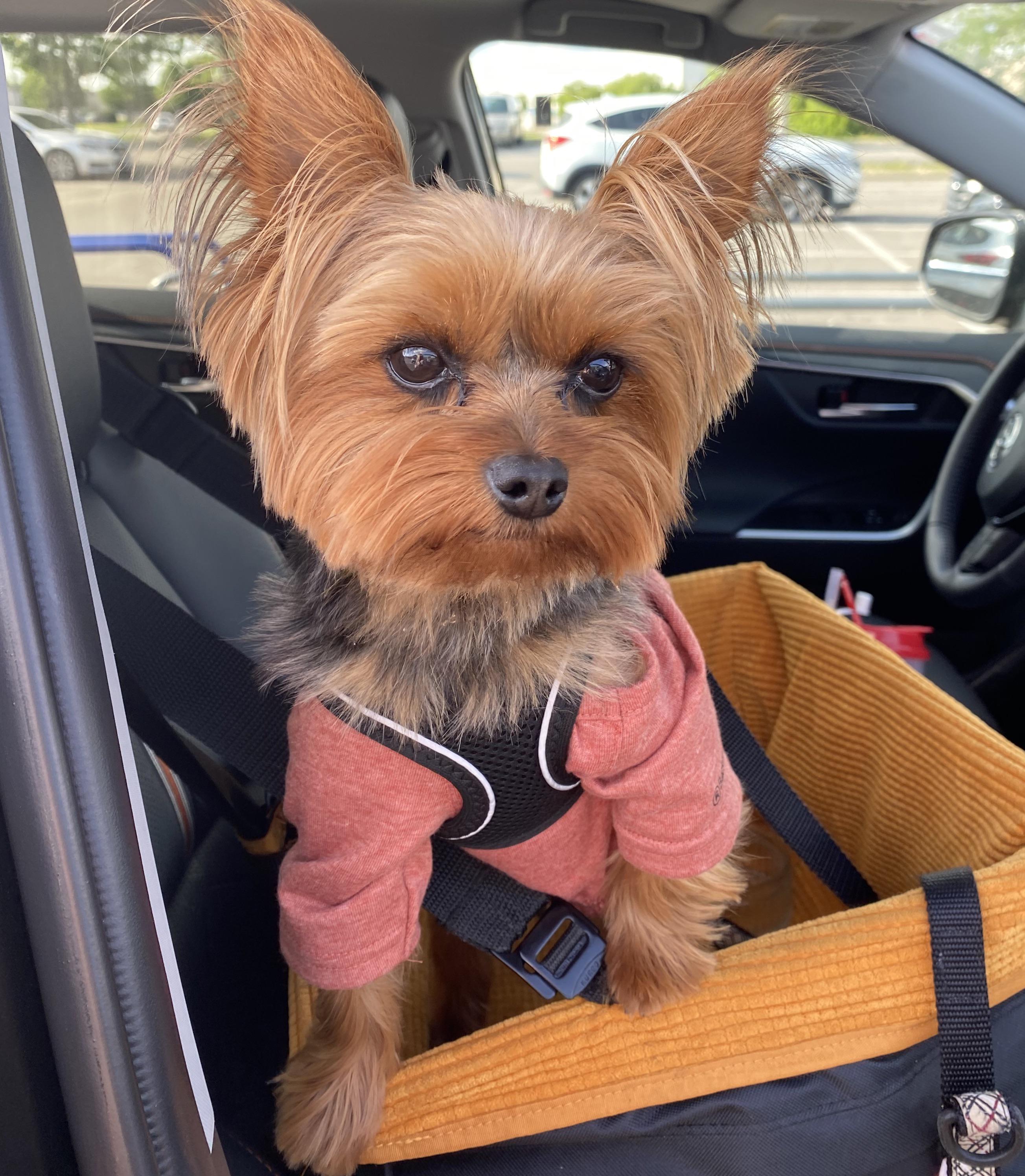 I need tips for potty training him. r/Yorkies