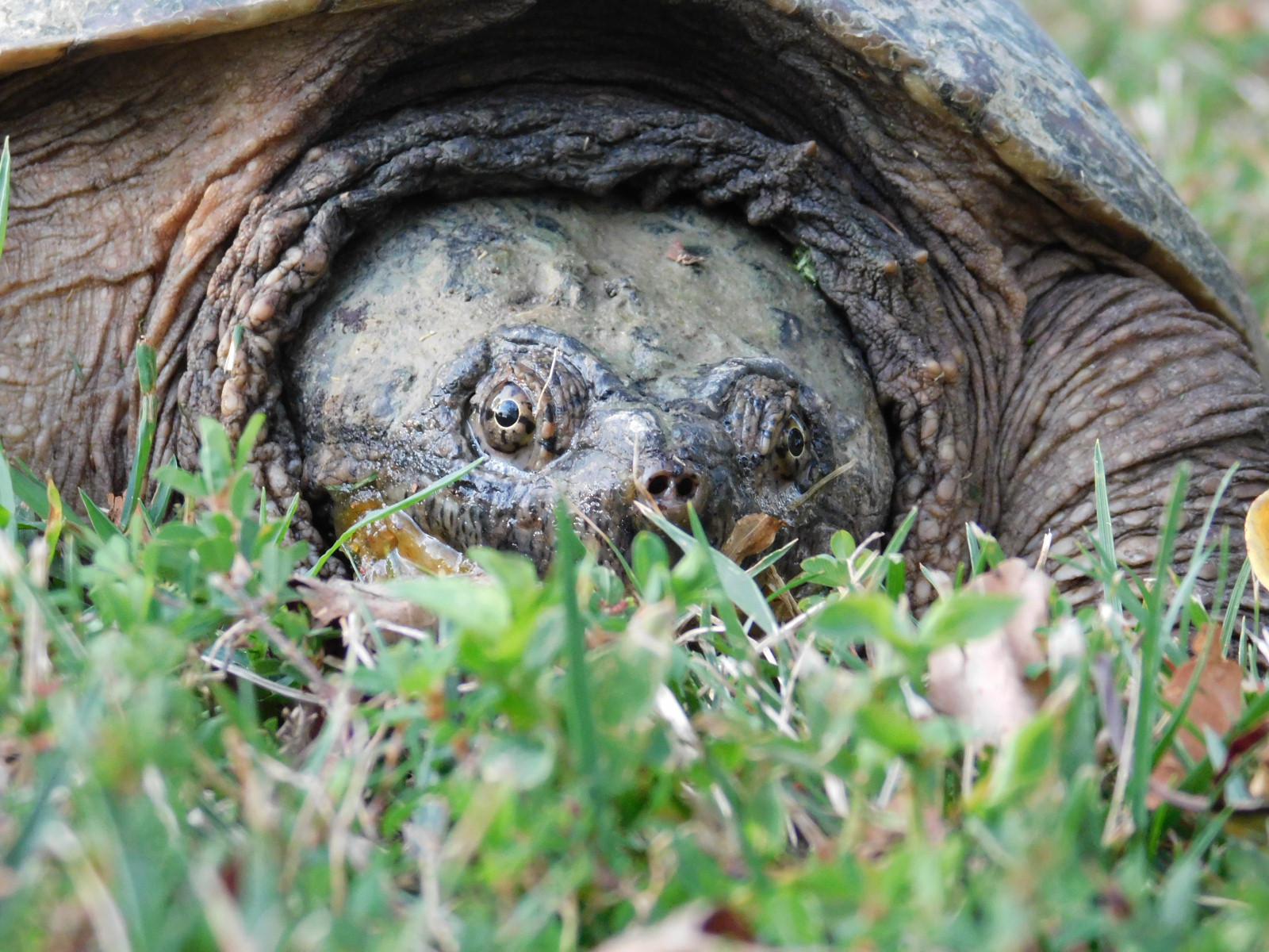 This snapping turtle was eating over ripe persimmons off the ground at