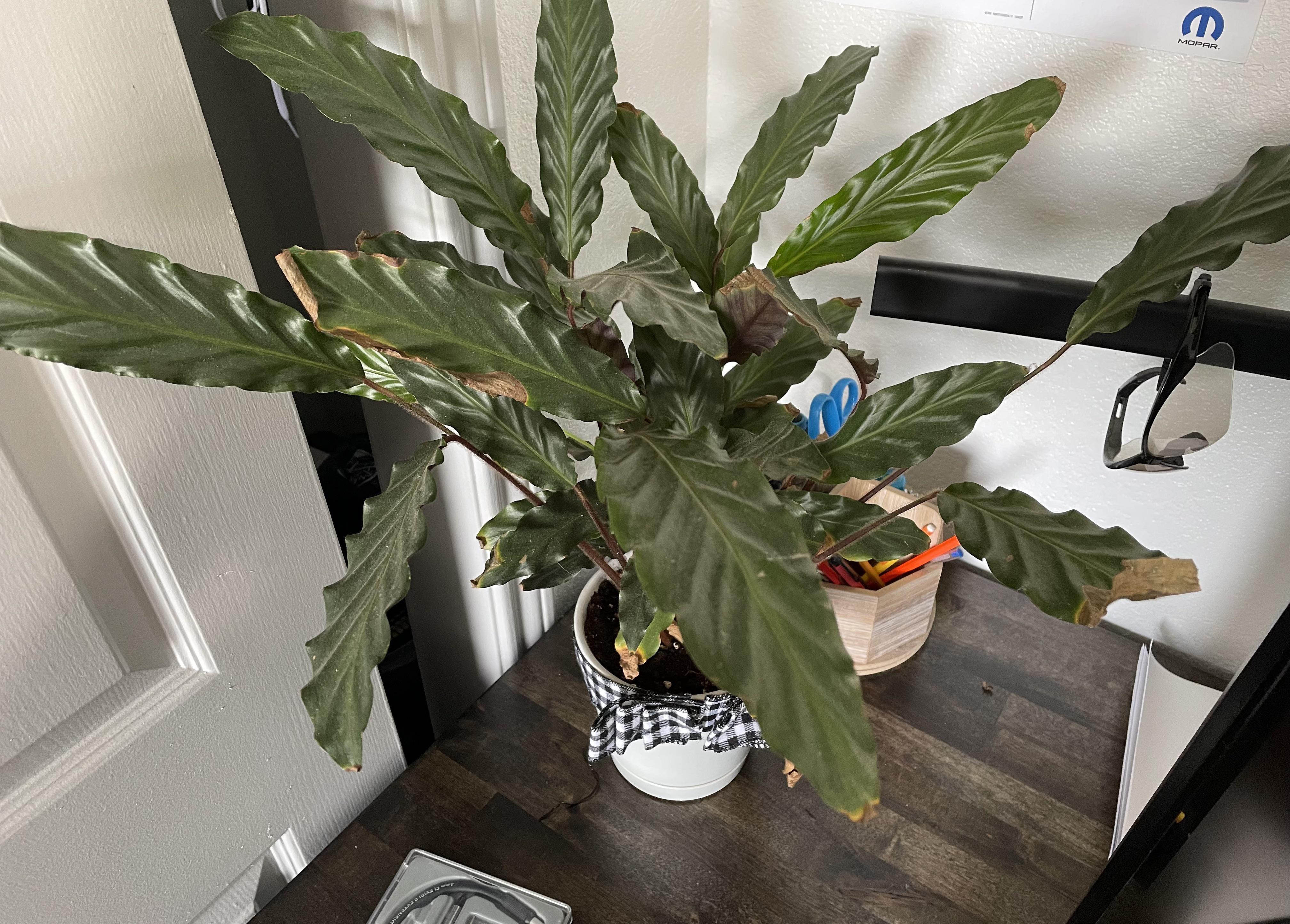 Calathea Rufibarba leaves turning brown and some dying off… not enough water? Do i cut them off