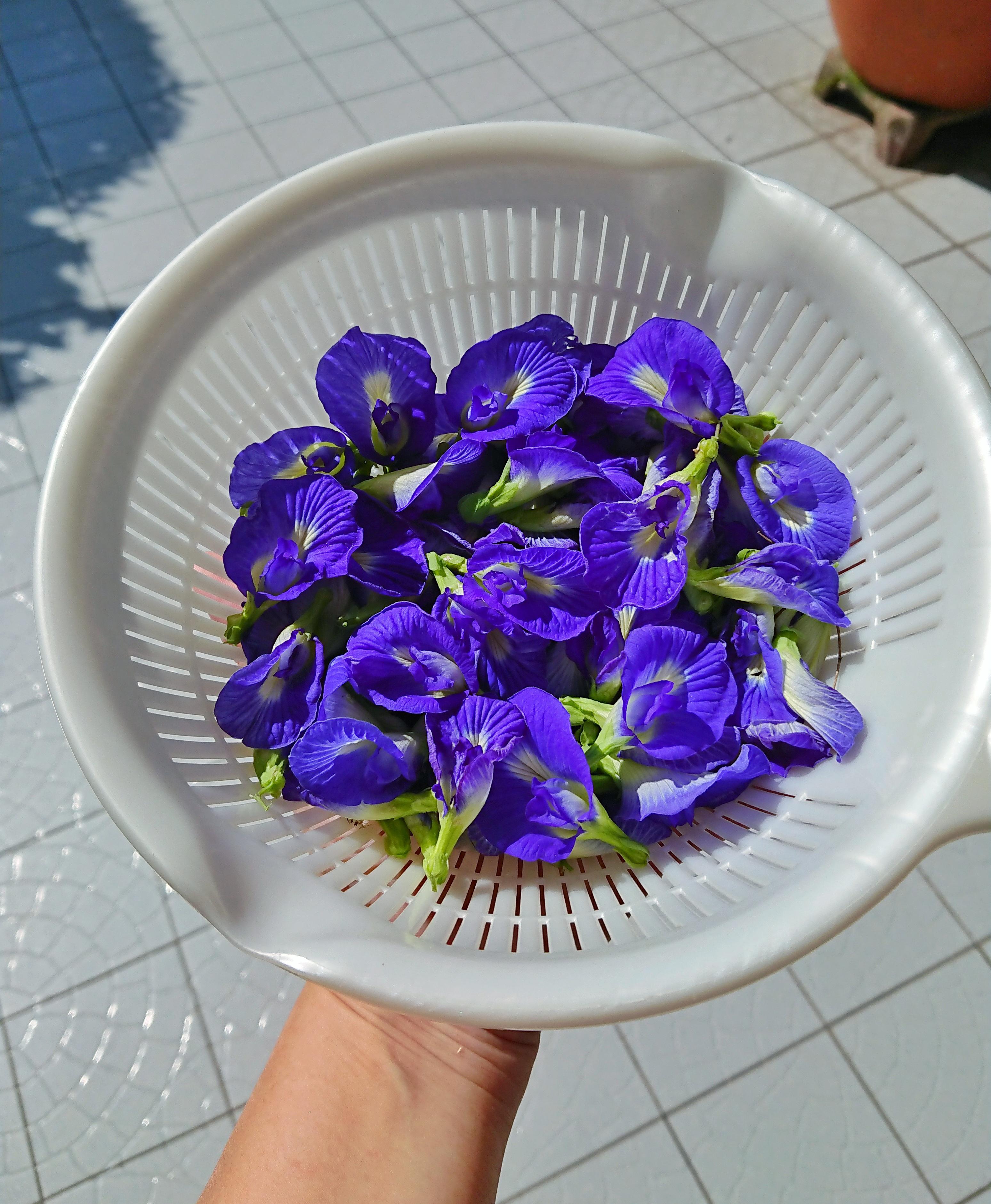 Harvested my blue pea flowers today. r/vegetablegardening