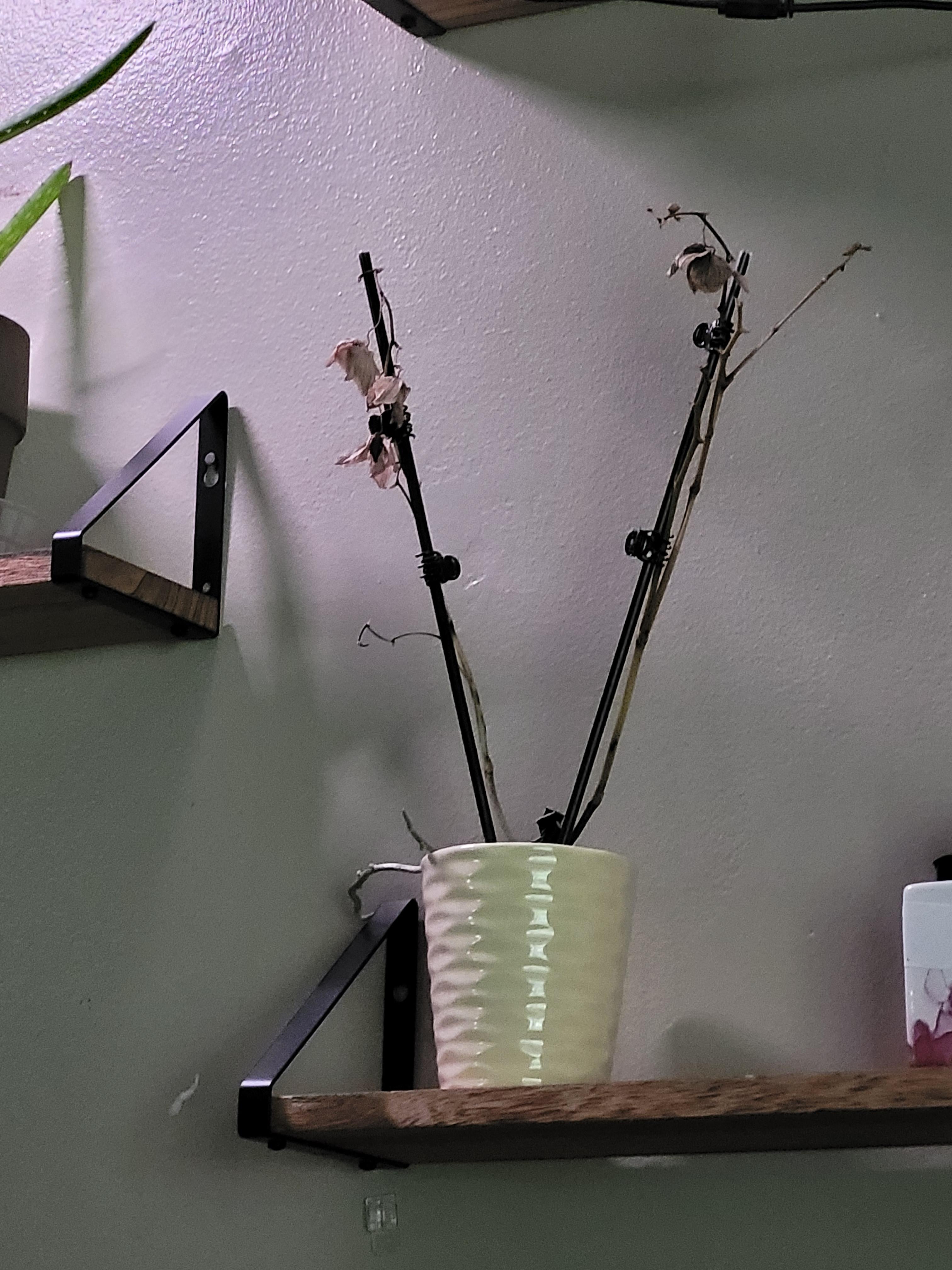 why did the leaves fall off? flowers died so I was going to uppity and