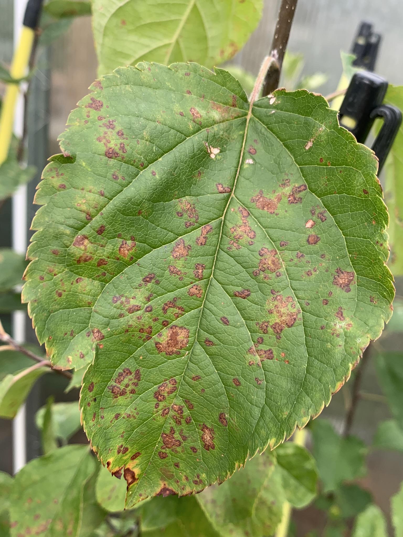 Why does my apple tree have brown spots on the leaves? r/plantclinic