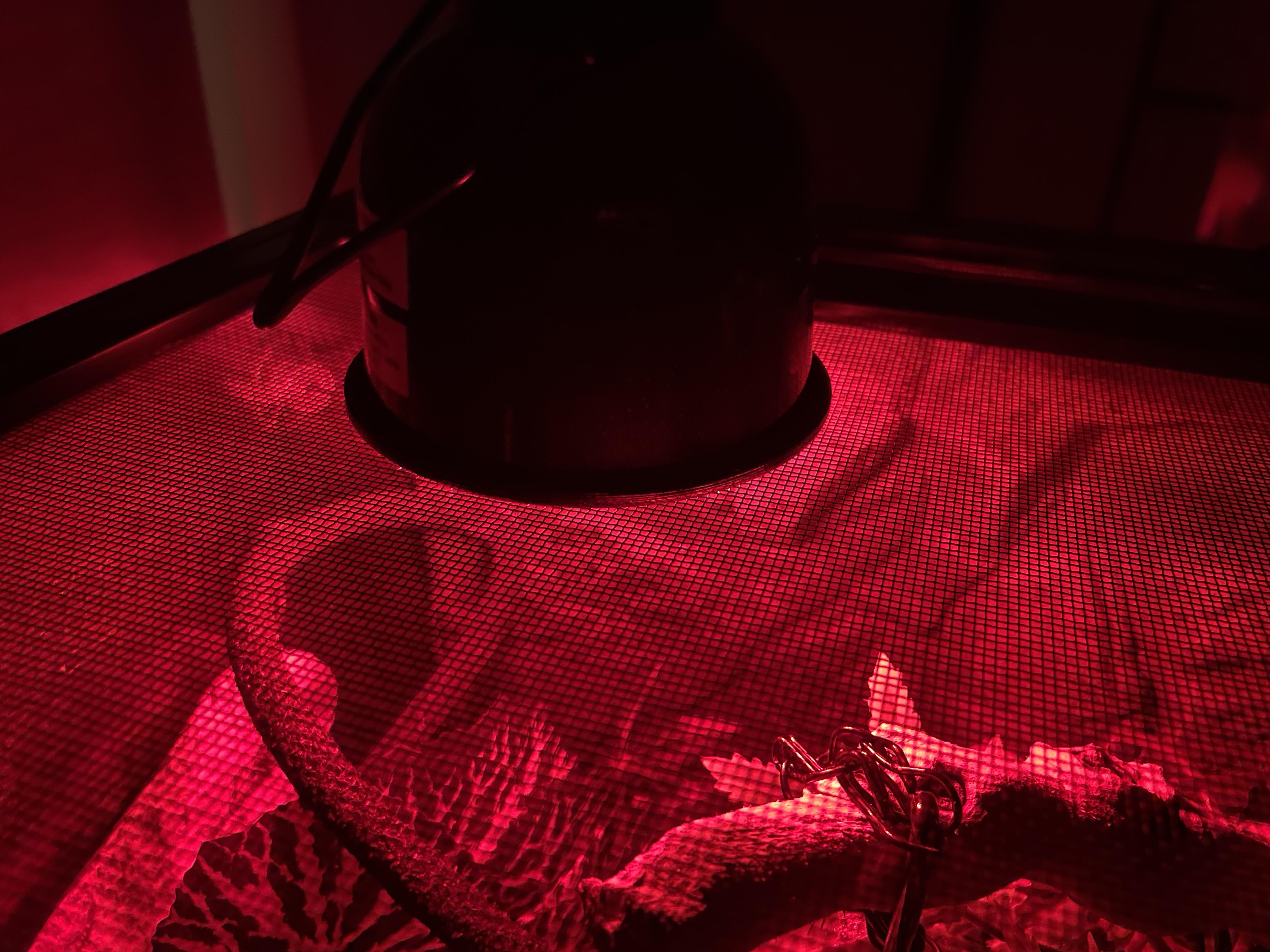 Does anyone know, if I should turn off my heat lamp at night? I do it