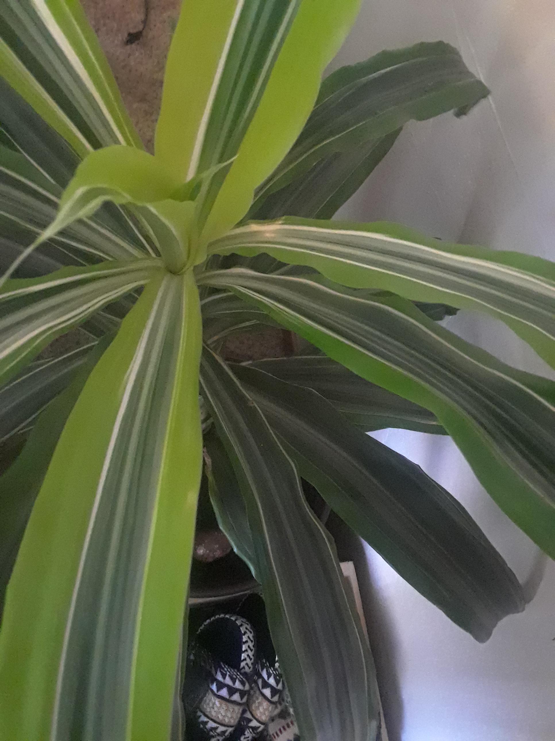 Lol I got this as a second chance plant and it didn't have a label on