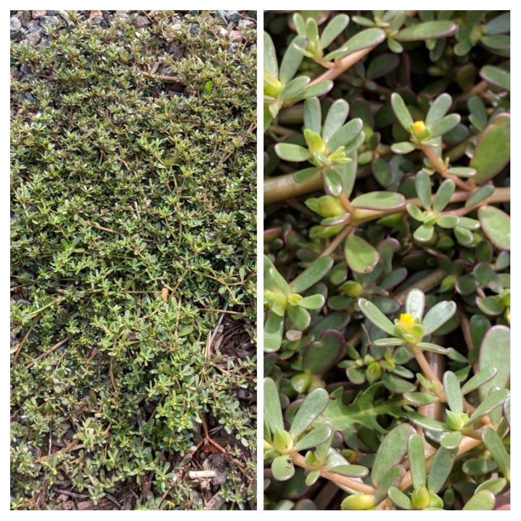 What's this plant? Zone 5/6 r/whatsthisplant