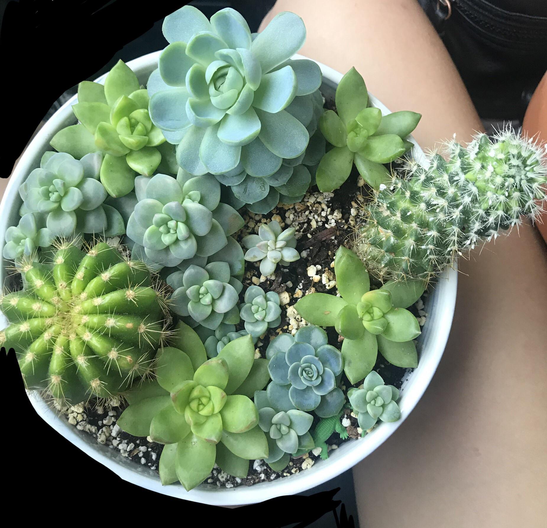 Thought I’d share my first full pot of succulents that I’m