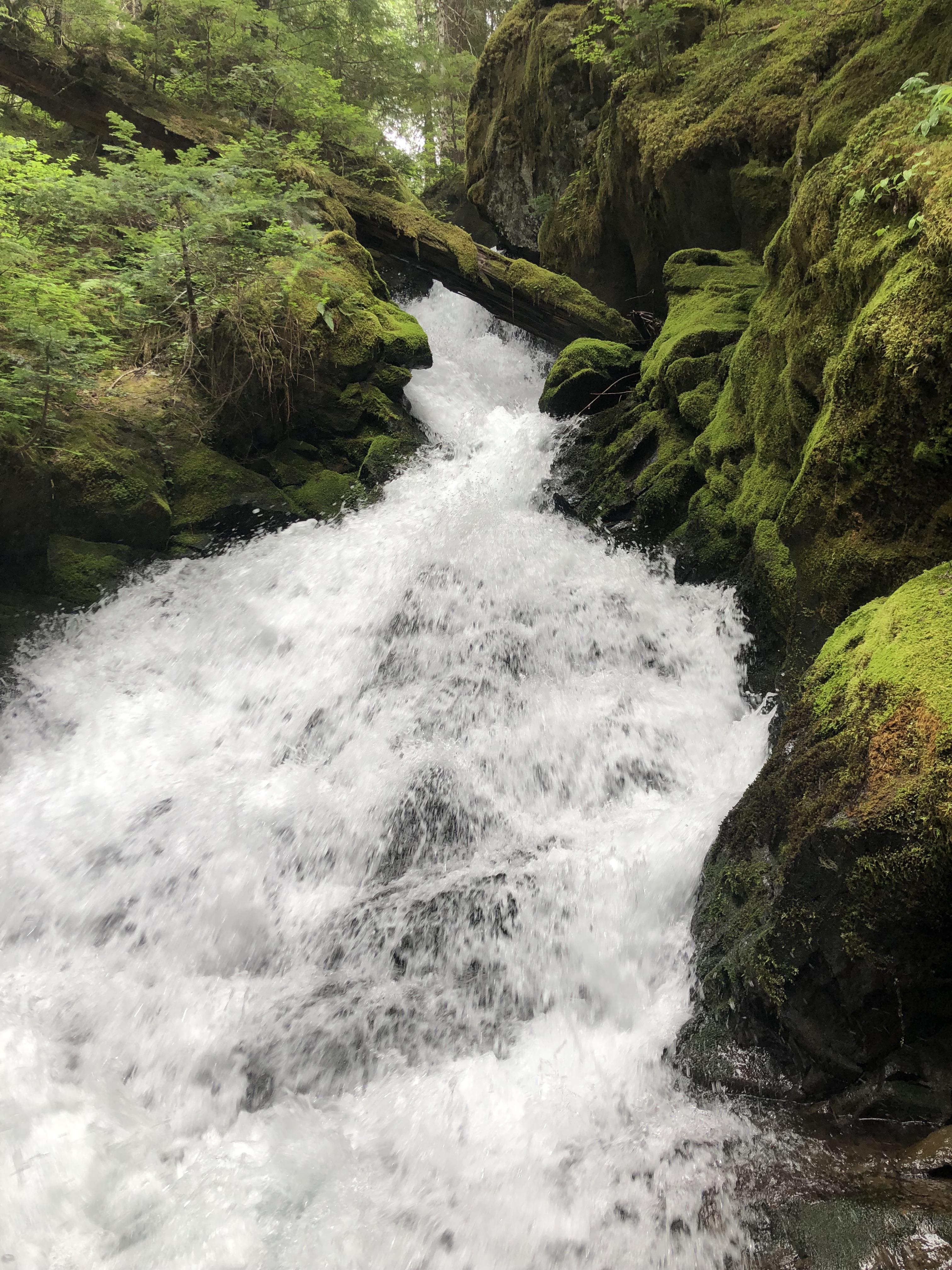 On the Blue Lake Trail, GiffordPinchot National Forest. Album in