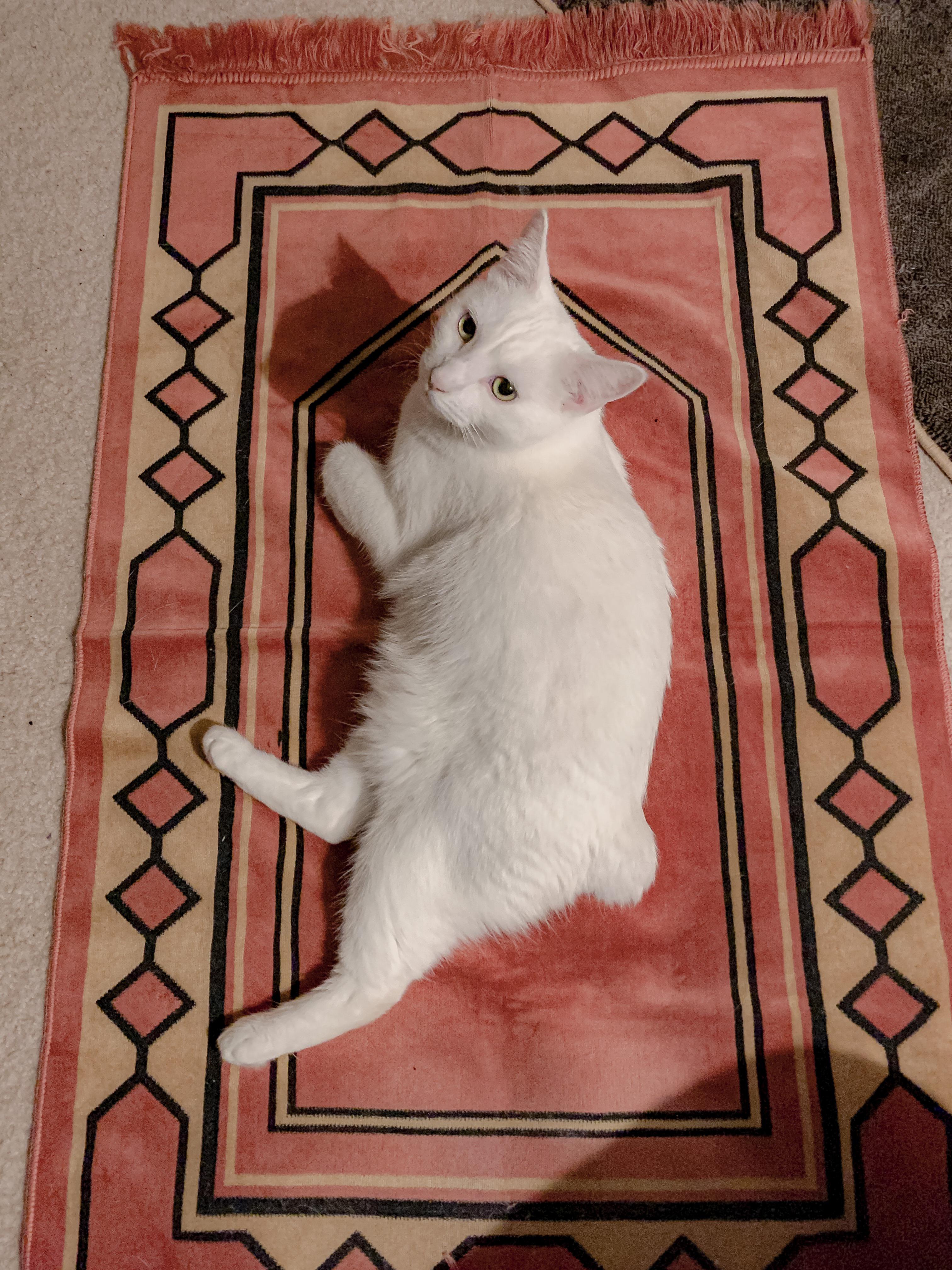 My Muslim cat wants to know why you’re not shoulder to shoulder, feet to feet in line for salah