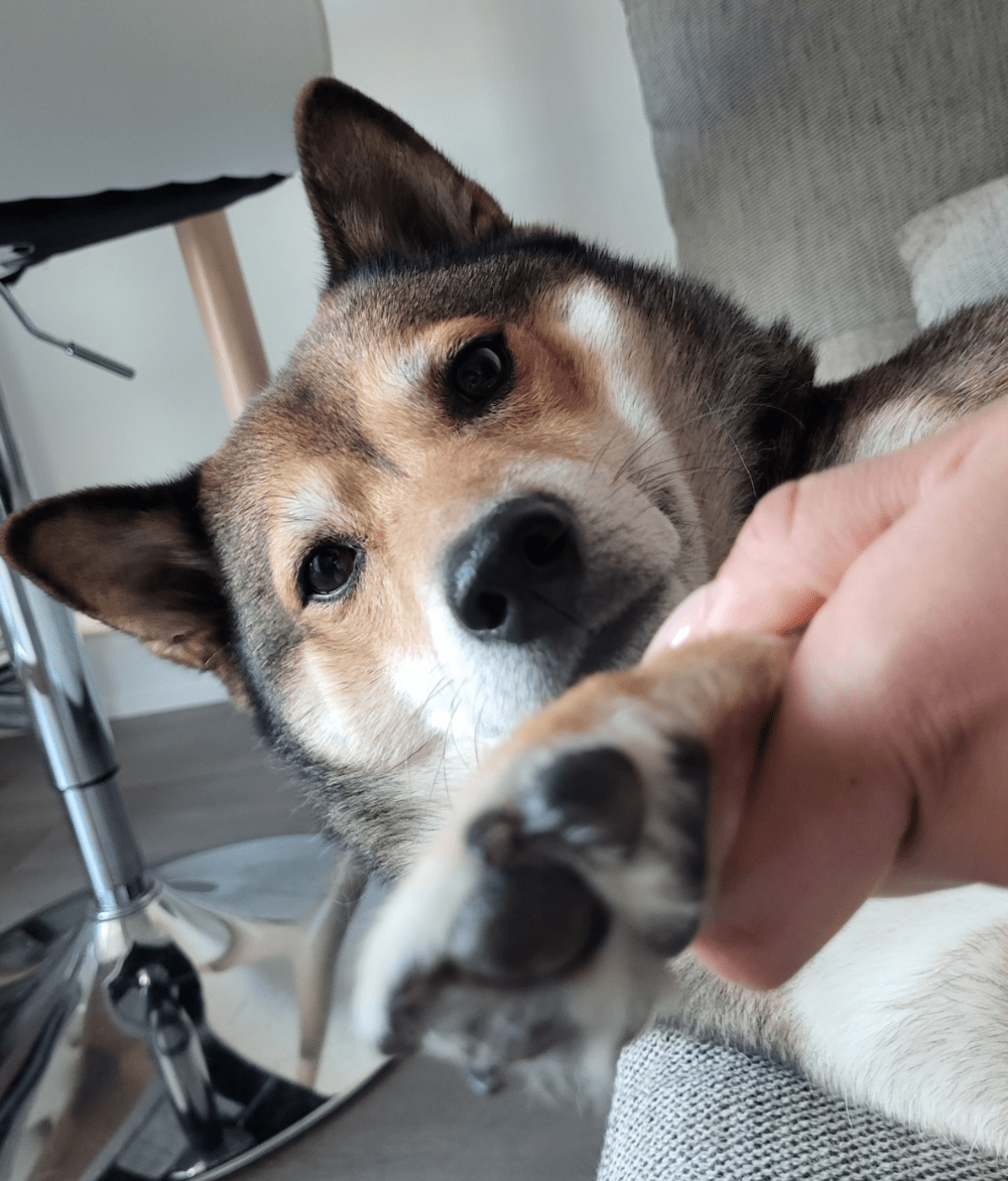 Why does my Shiba's feet smell like Doritos? r/shiba