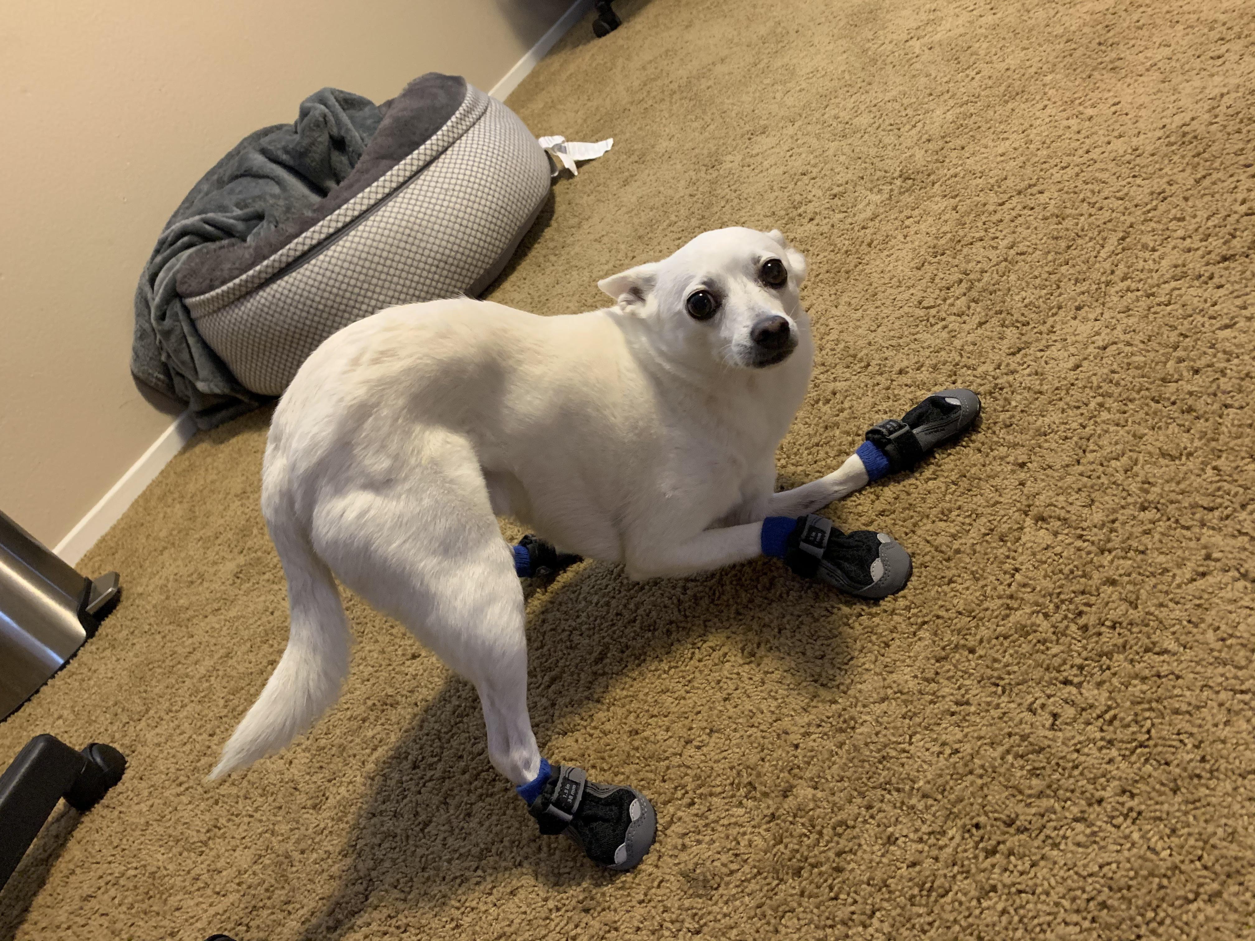 Hammie’s new boots pose r/americaneskimo
