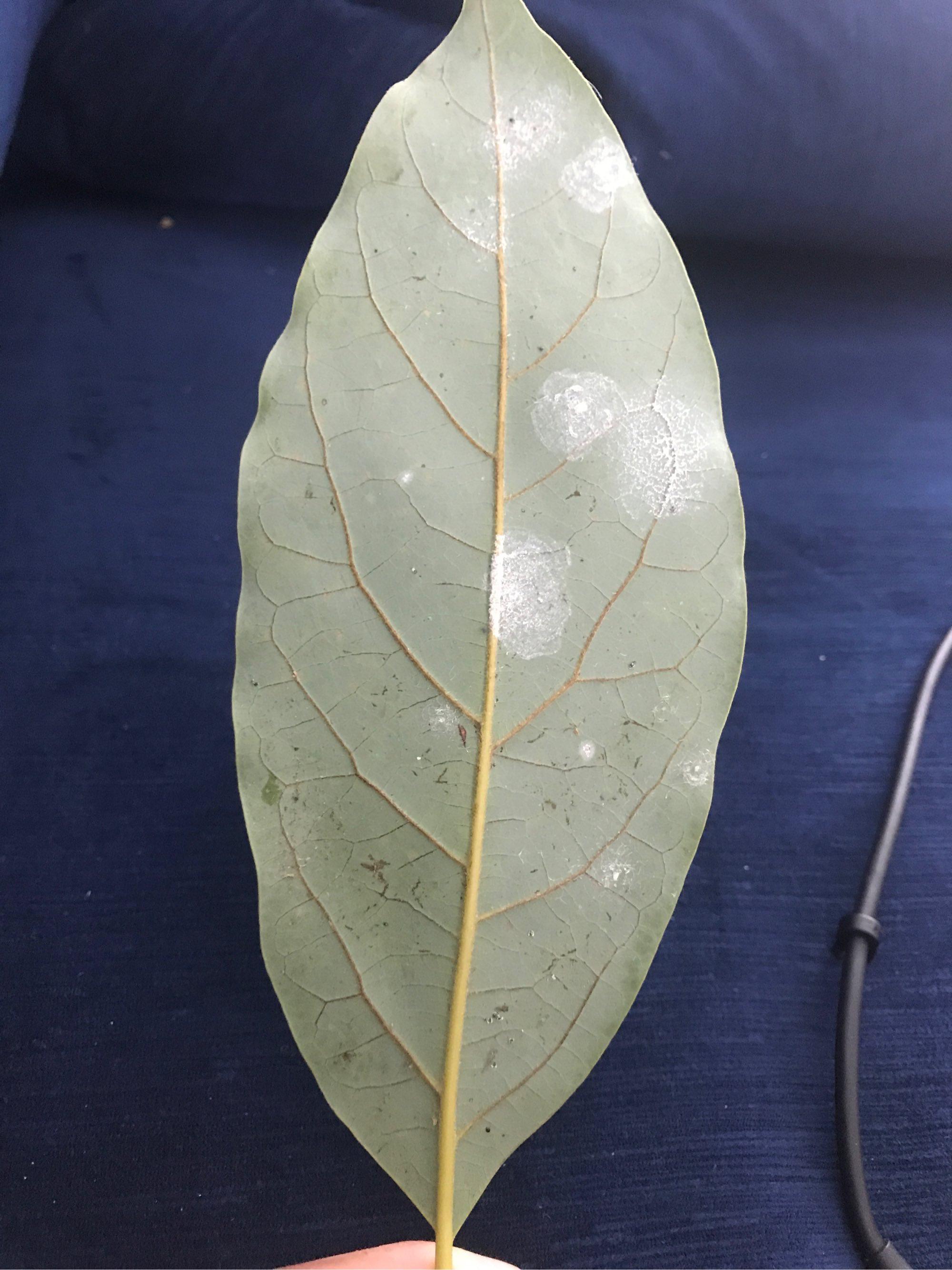 What are these white spots on the underside of my avocado tree leaves
