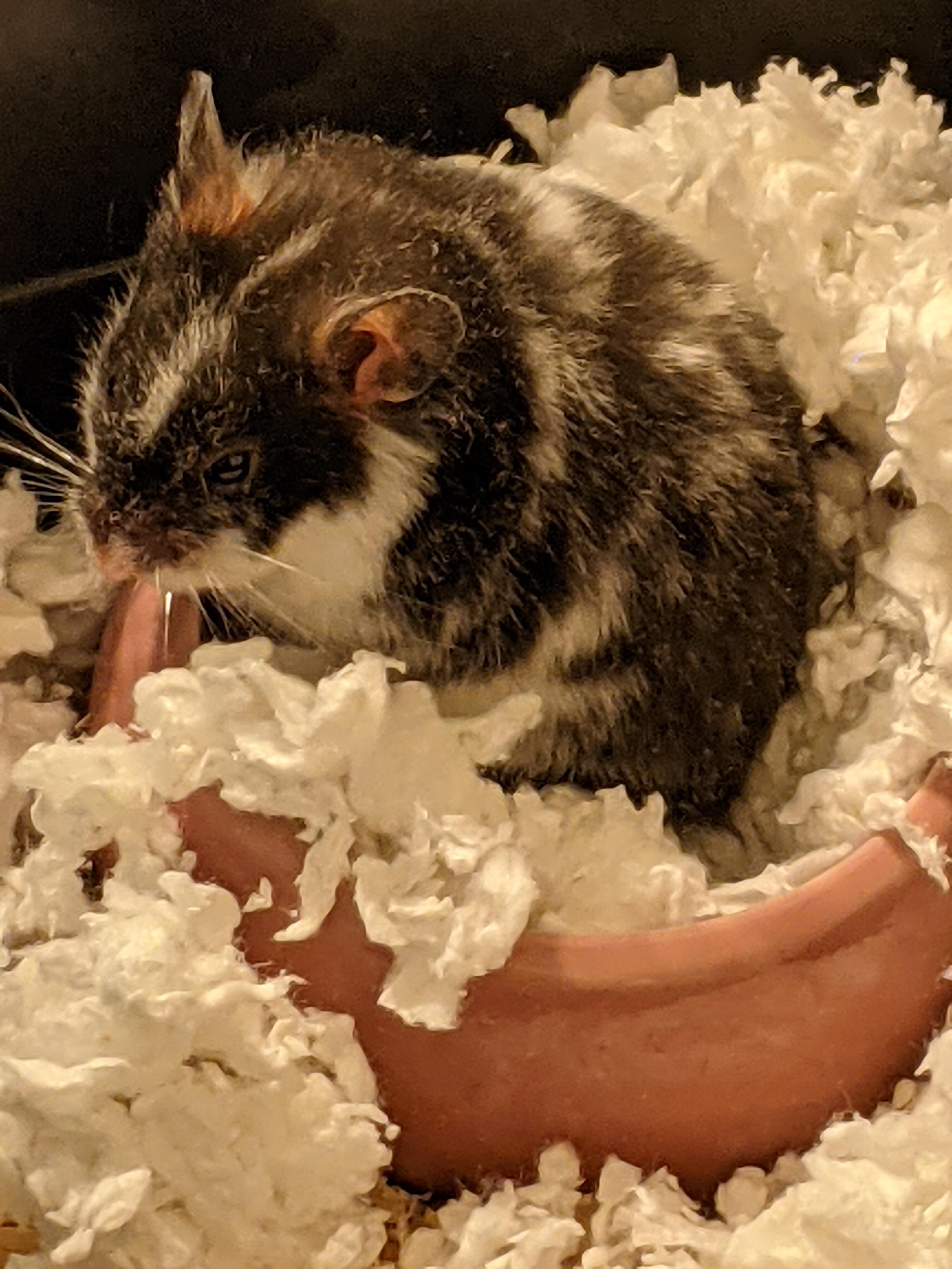 My New Fancy Bear Hamster, Luna aka Luna Moo r/hamsters