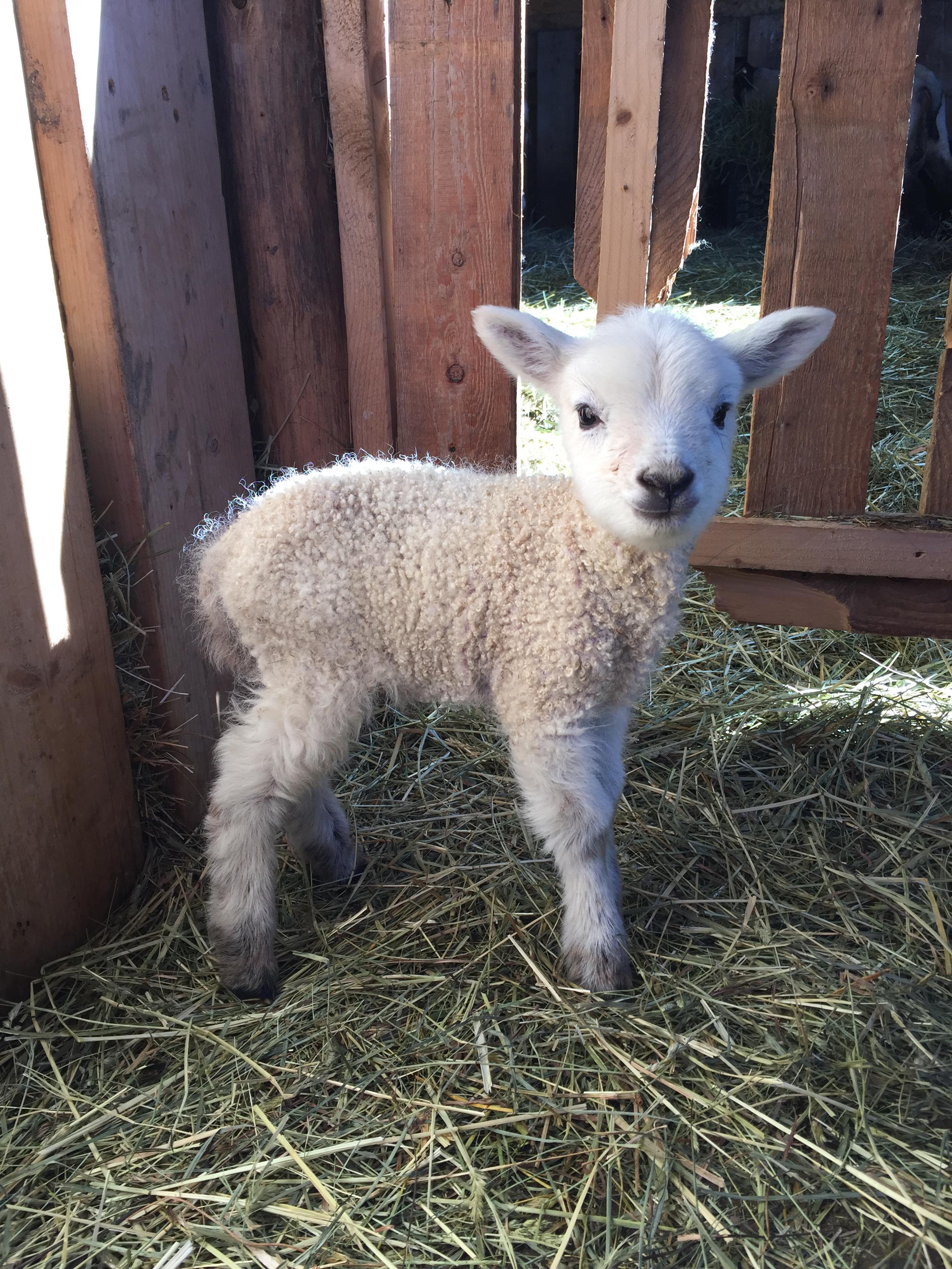 This little ewe lamb is shaping up to be my favorite. r/homestead