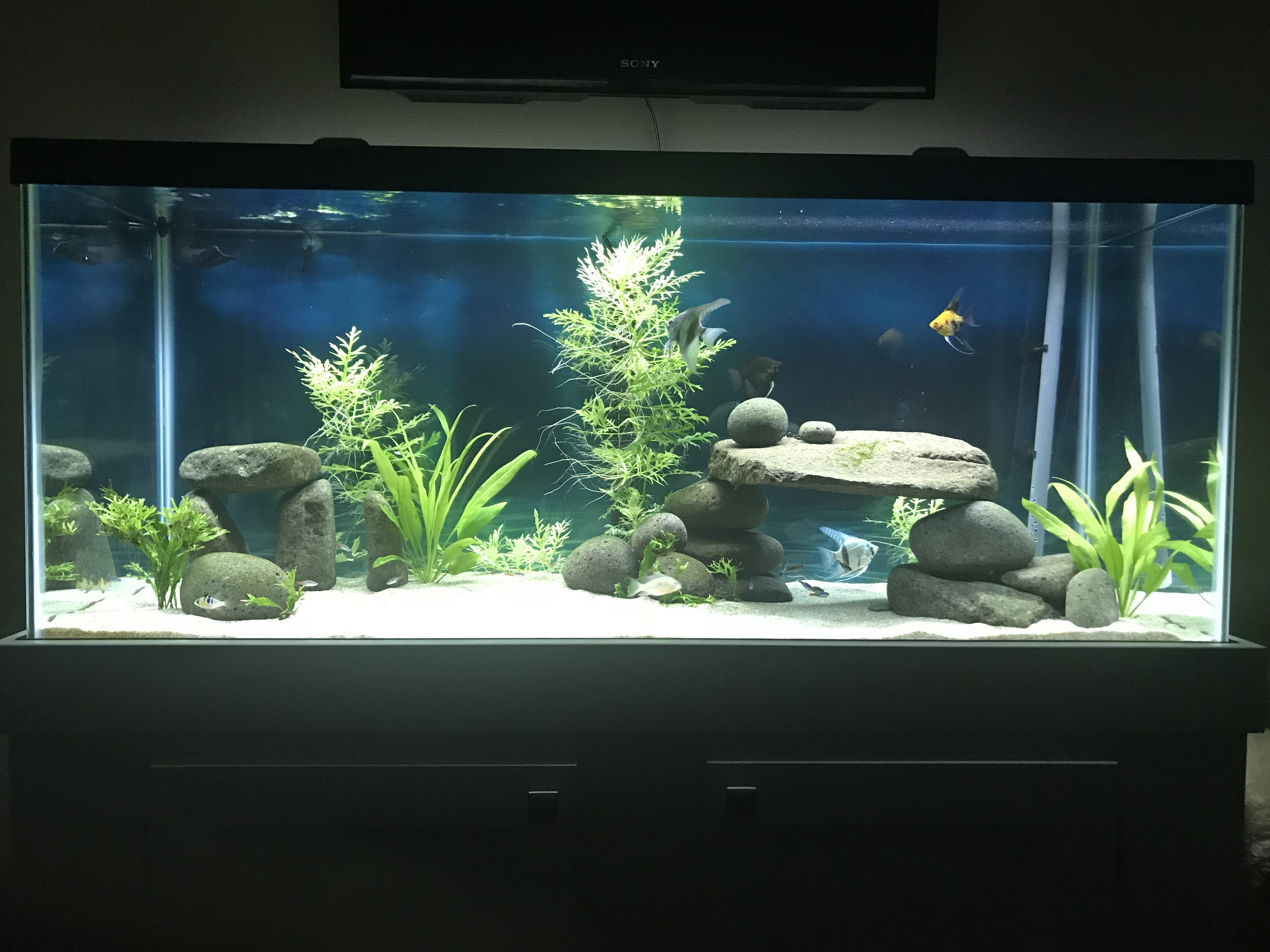 Progress on my 75 Gallon! r/Aquariums