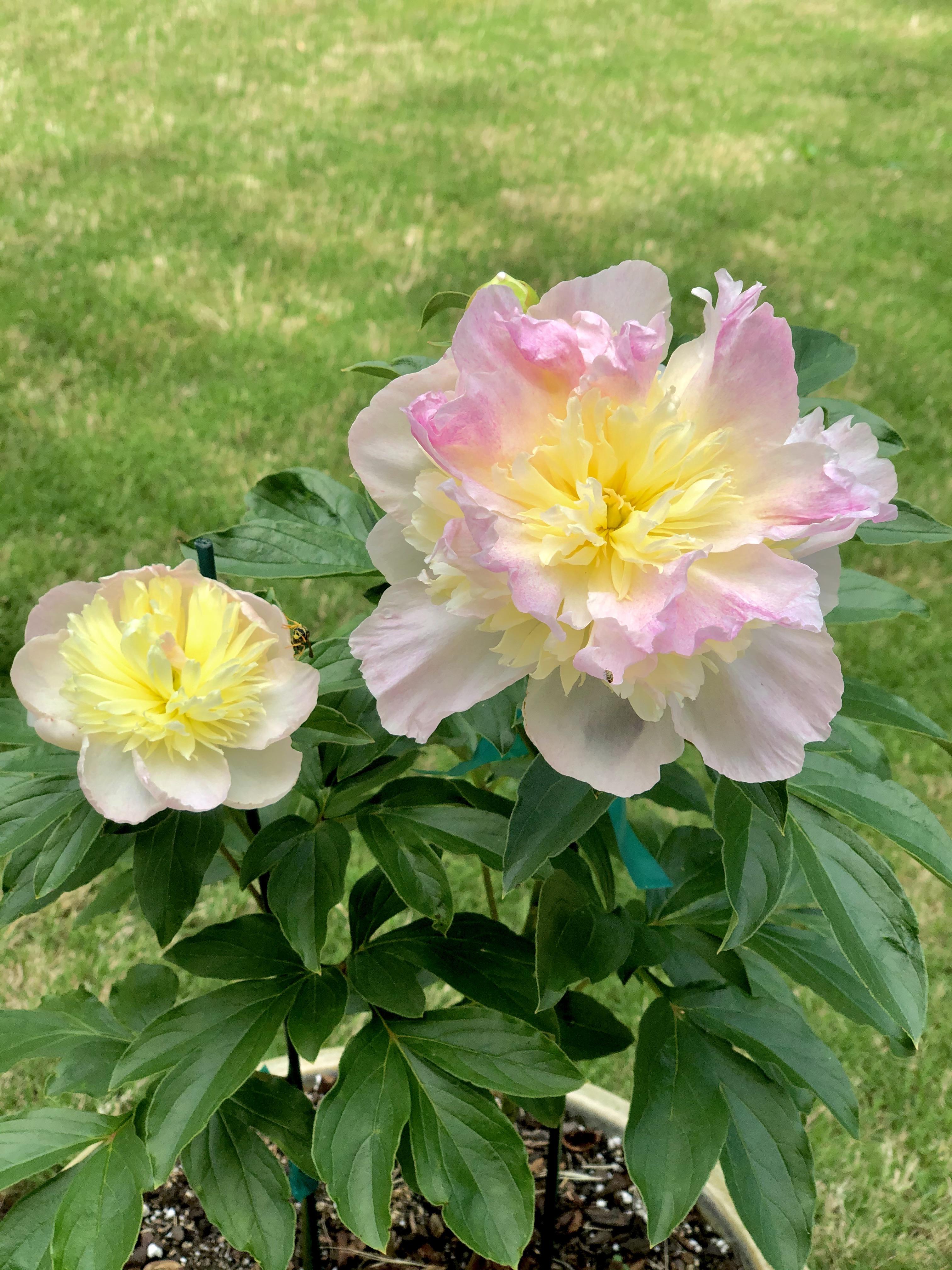 Our new peonies are blooming here in r/gardening