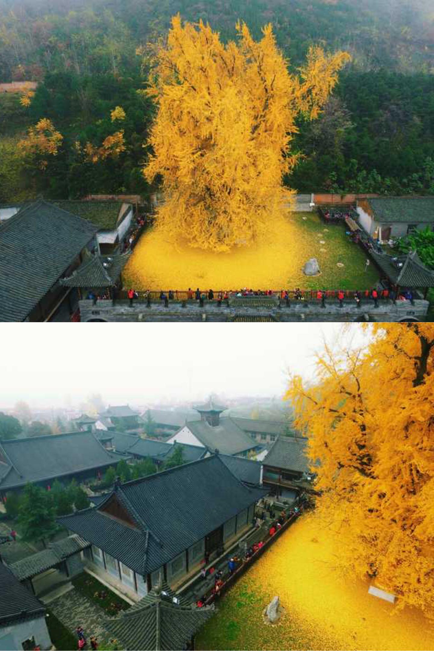 A 1400 Year Old Gingko Tree in Japan Damnthatsinteresting