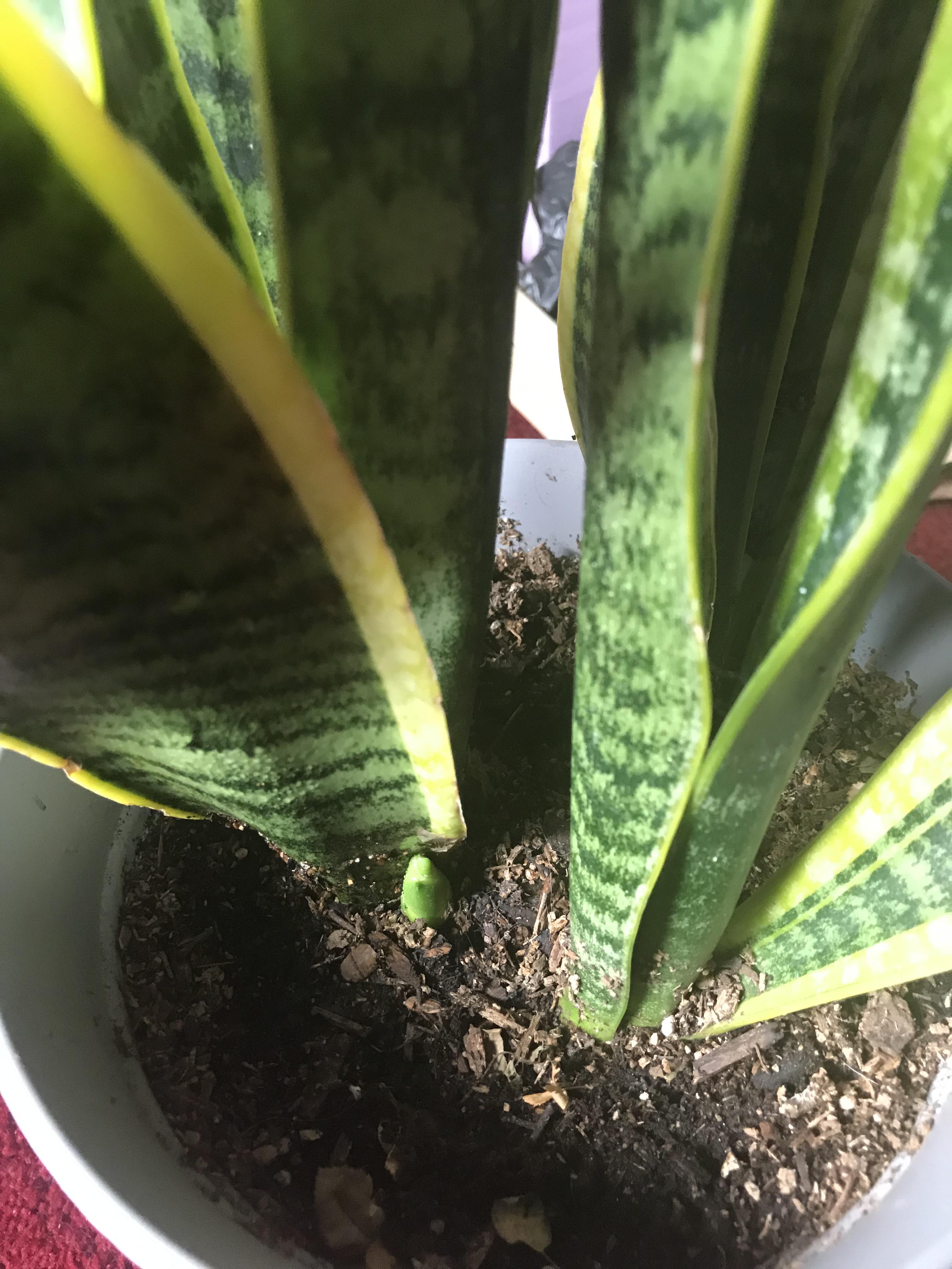 My snake plant is having a baby so I must be doing something right r