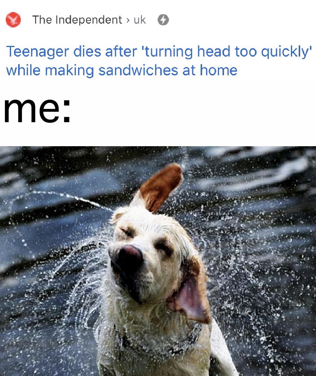 can i have the sandwich? memes