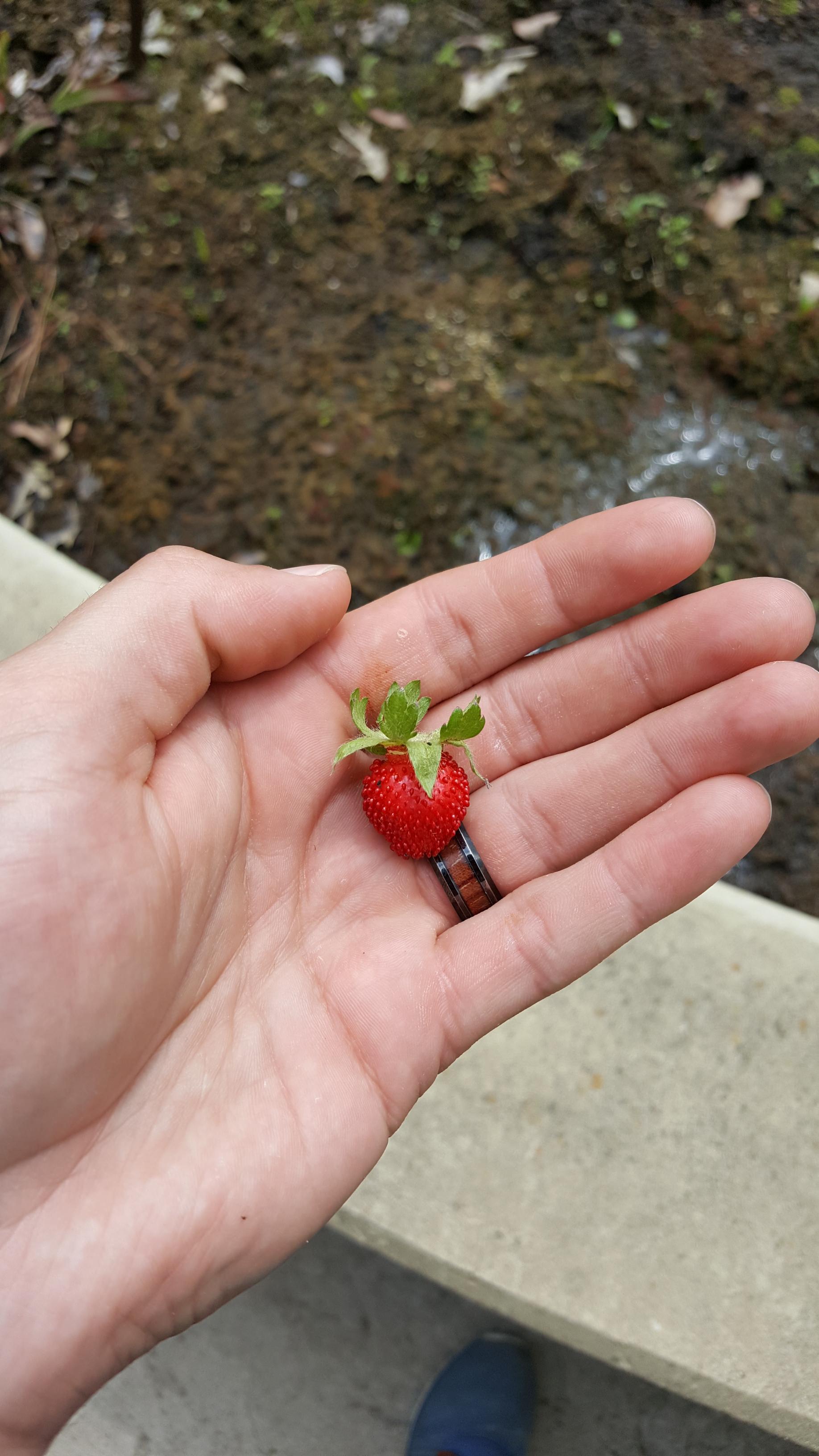 What is this?! A strawberry for ants?! r/pics