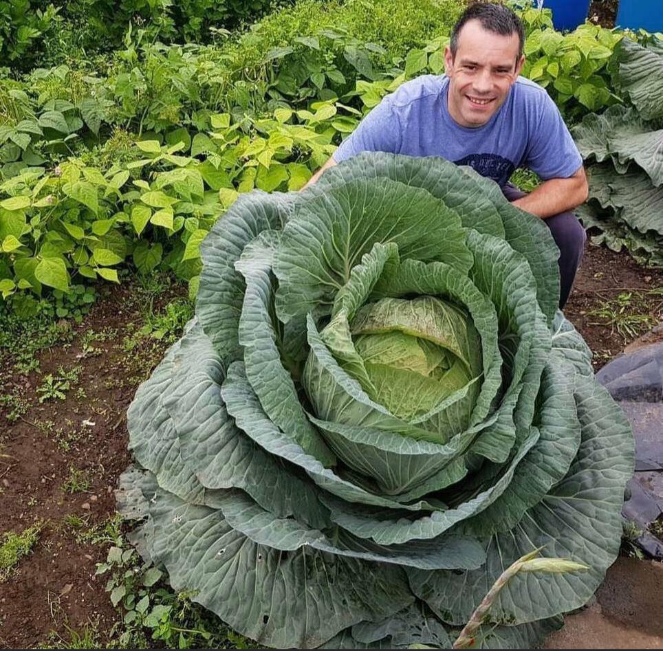 This 67pound cabbage r/megalophobia