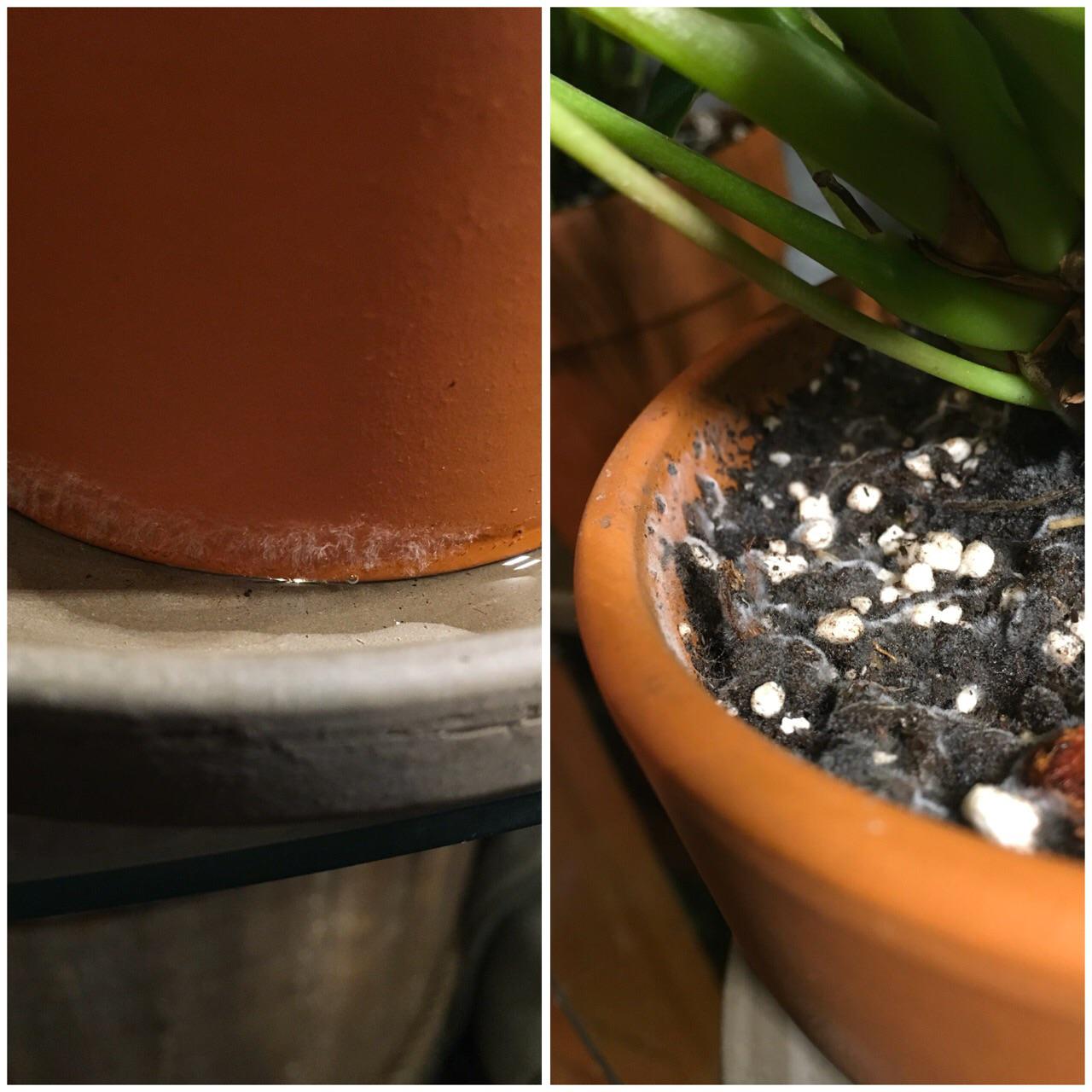 White fuzzy stuff on soil and pot? Is this mould? Is my plant ok?? r