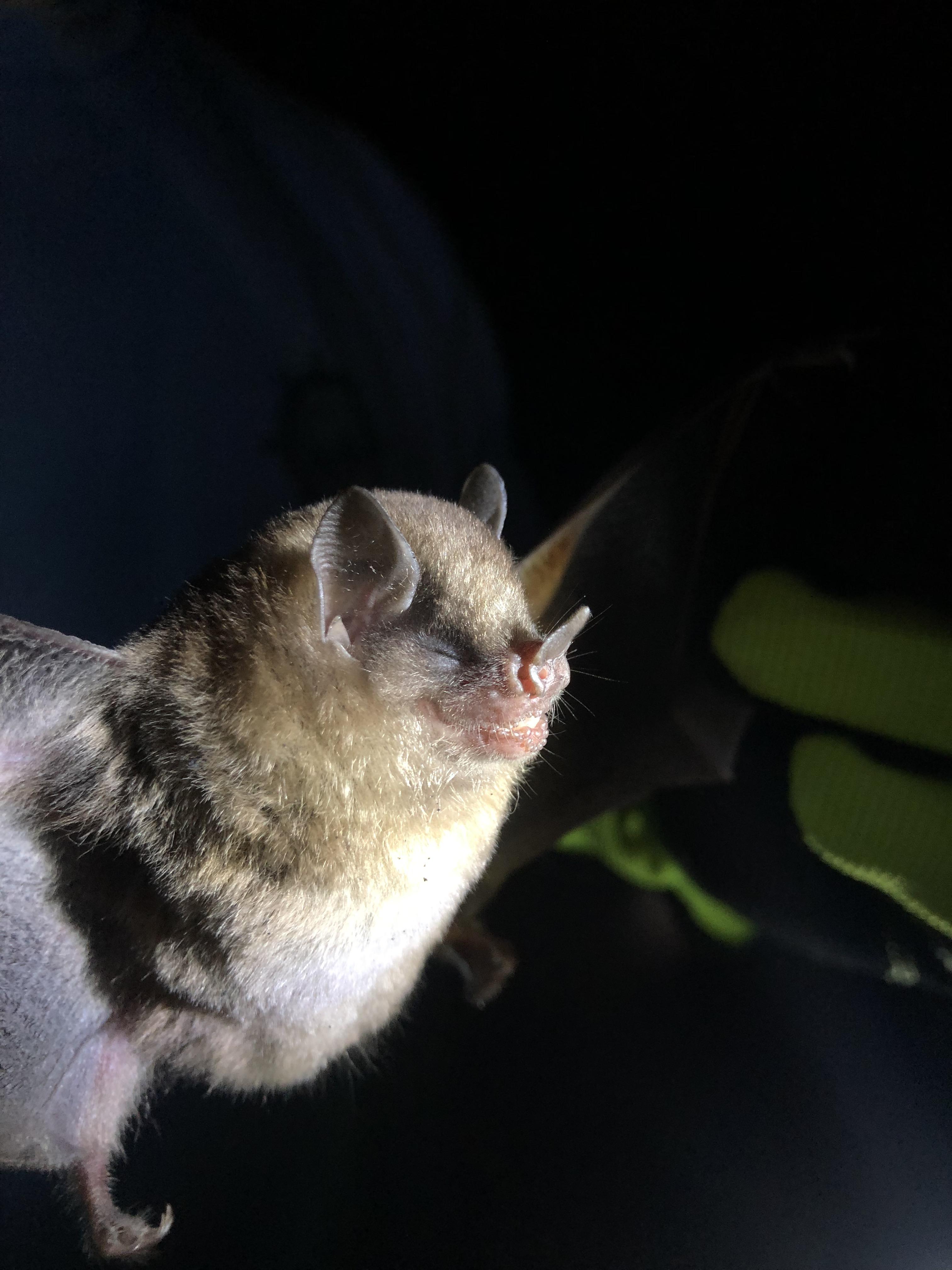 Bat work is certainly worth it. r/batty