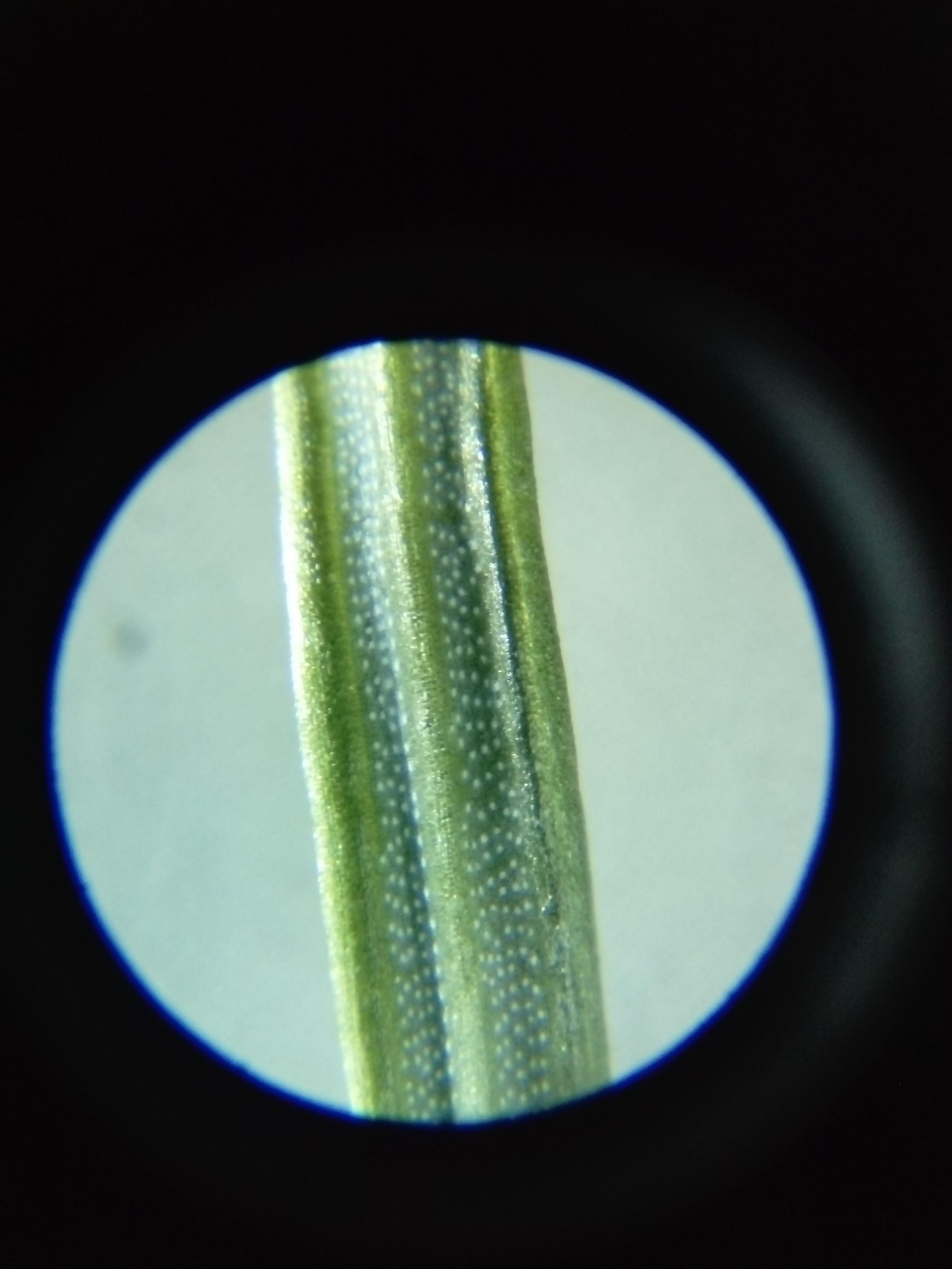 1 best u/rd_8261 images on Pholder Pine needle under a microscope