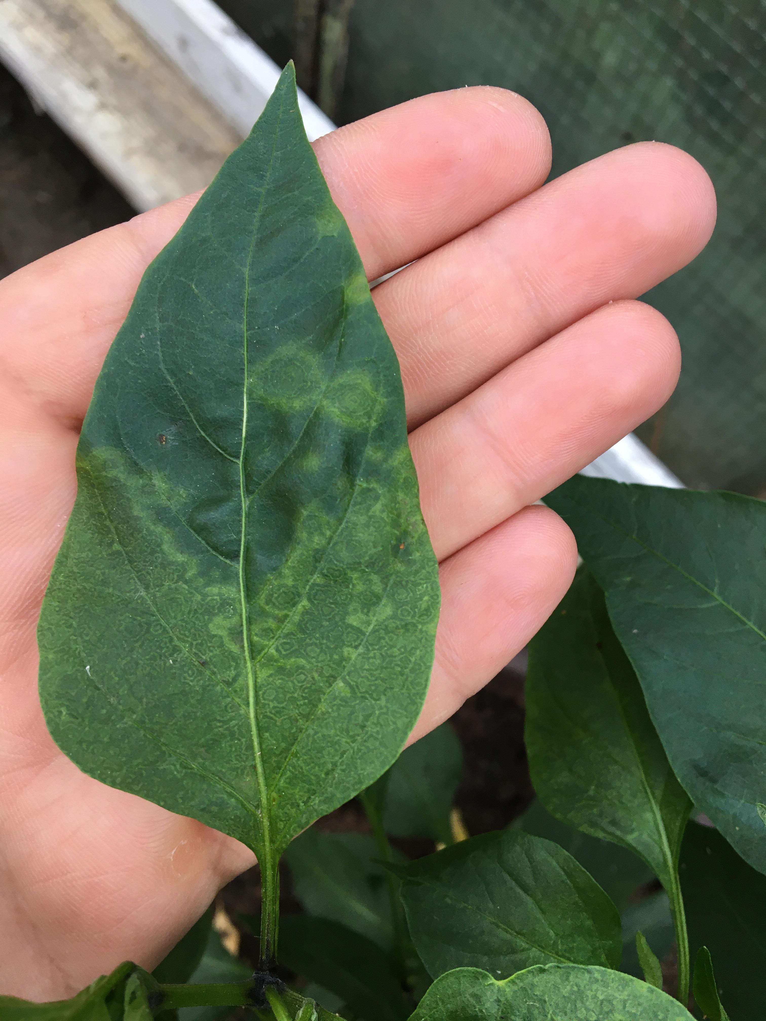 Jalapeño leaves any idea what might cause this? r/HotPeppers