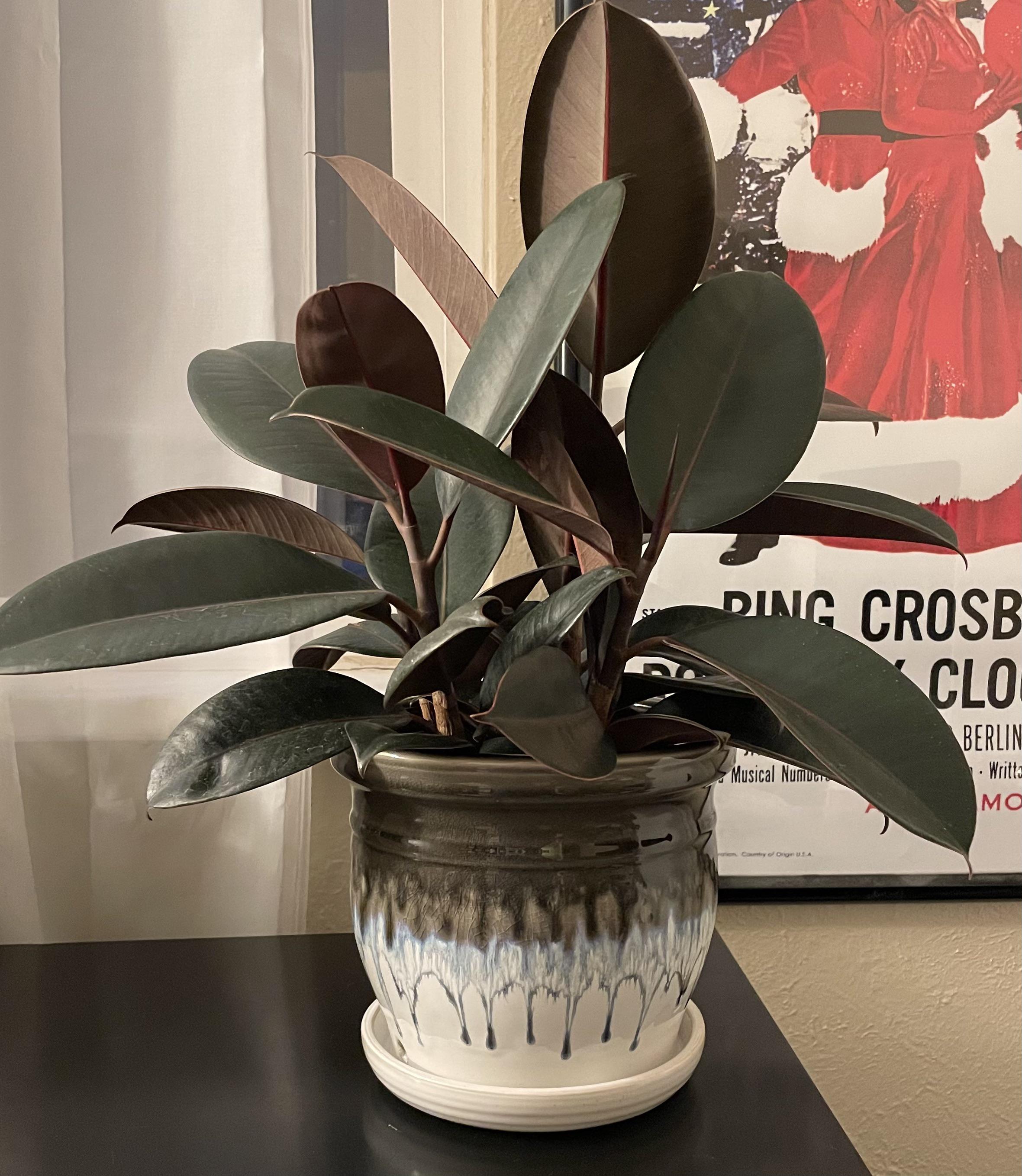 first time poster — todays purchase a rubber plant + beautiful pot
