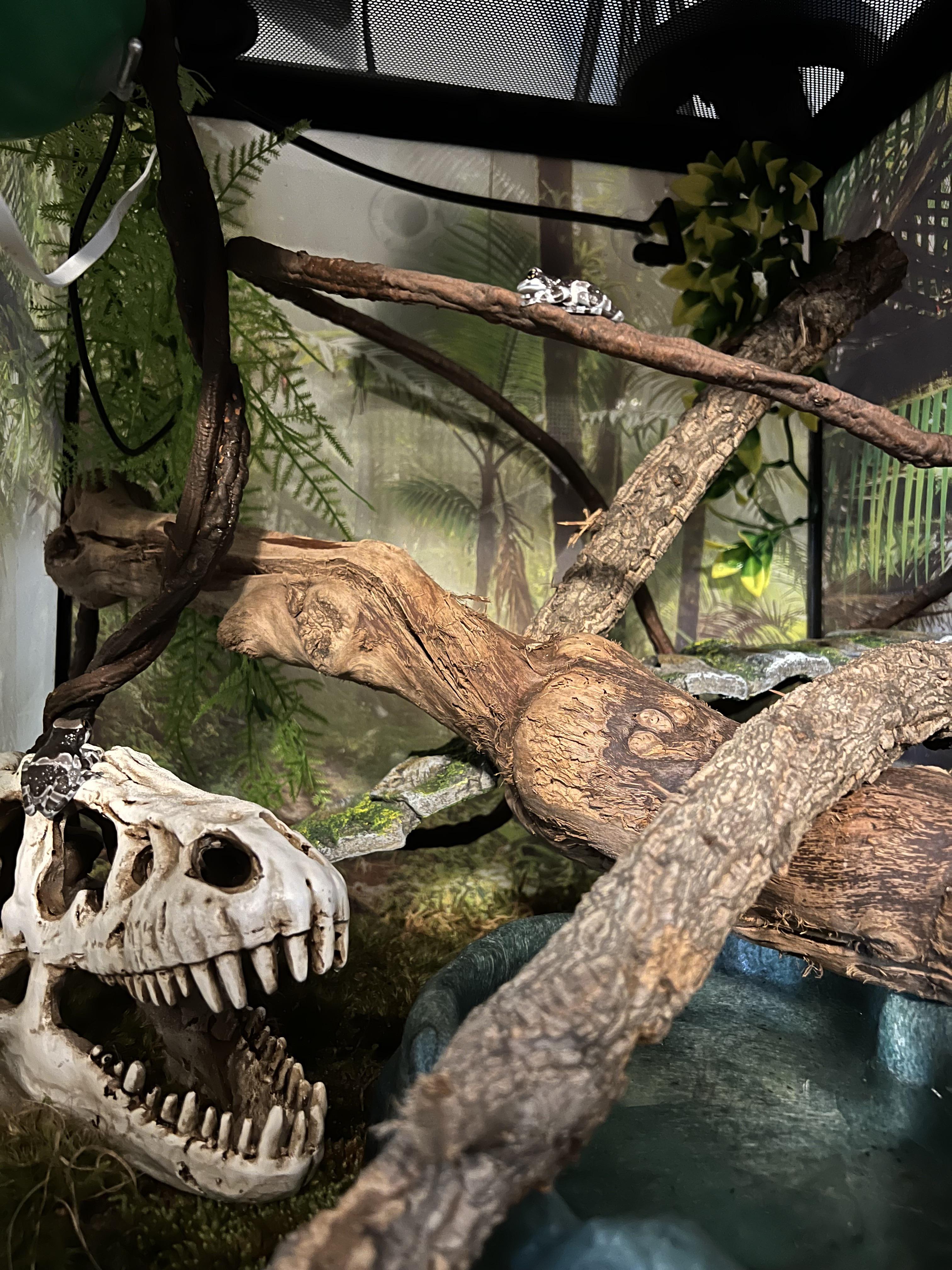 Amazon Milk Frog Vivarium r/Vivarium