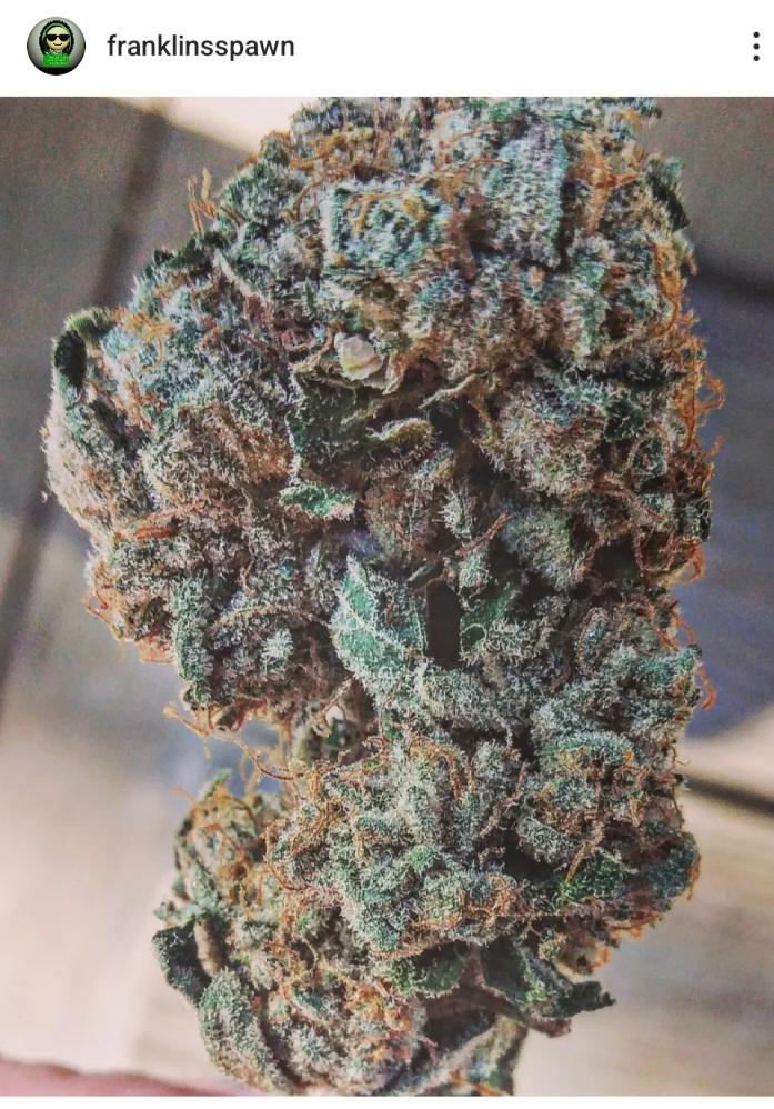 Flow Gardens hopefully releases!!" Man this stuff a passion